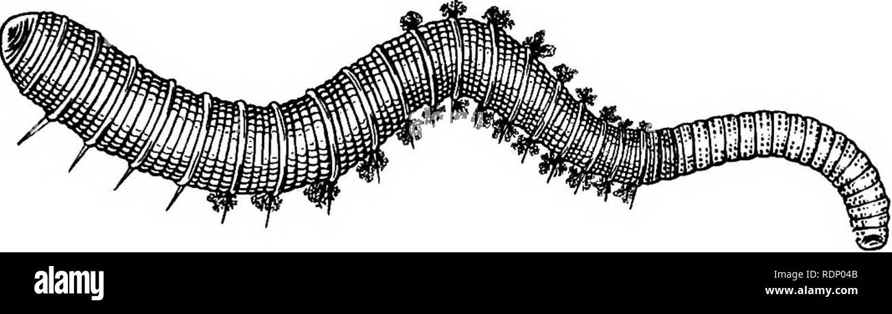 . Contours de la zoologie. Zoologie. ARENICOLA. 195 surface. Ce travail, comparable à celle des vers de terre, tend à nettoyer le sable et de le réduire à une poudre fine. Lorsque l'élimination de la coulée, le ver se trouve avec la queue vers le haut et sa tête vers le bas, ou avec son corps courbé comme un arc ; lorsque la marée monte, la bouche peuvent faire saillie à l'autre extrémité de la tube en forme de U. Les vers qui vivent entre les marques de marée semblent différer à certains égards (de couleur, de branchies, d'habitudes, et de la maturité sexuelle) de ceux qui se produisent dans la zone Laminarian, qui n'est qu'un- couverts à de faibles marées de printemps. Ehlers s Banque D'Images