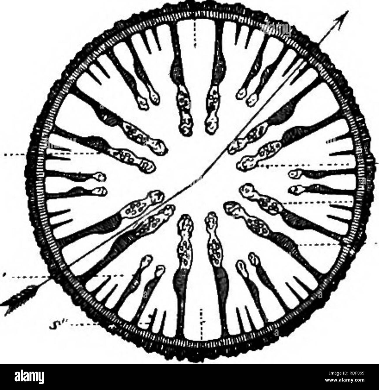 . Contours de la zoologie. Zoologie. TYPES D'CCELENTERA-Une anémone de mer. 147 de sorte que les résidus d'aliments de l'œsophage peut passer dans l'une des chambres entre les partitions. De plus, chaque partition est perforé, non loin de la bouche, par un pore, outre qu'il y a souvent un autre plus près de la paroi du corps. Les tentacules sont en continuité avec les cavités entre les mésentères, et donc toutes les parties du corps sont en communication. La bouche est généralement une fente longitudinale, et ses deux coins sont souvent ciliées richement. L'œsophage est marqué avec des rainures longitudinales, dont deux, le » siphono Banque D'Images