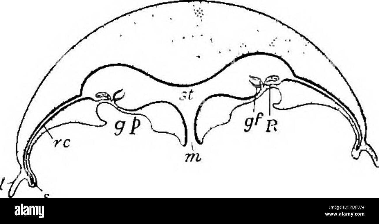 . Contours de la zoologie. Zoologie. TYPES D'CCELENTERA-Aurelia aurita. 141 communiquer avec le plancher de la cavité gastrique. Ils sont d'une couleur violet rougeâtre, et d'abord d'une forme de fer à cheval, avec la partie fermée de la courbe orientée vers l'extérieur. Après les crêtes devenir circulaire, et étendre tout autour des murs de la sacs dans lesquels ils se trouvent. Mais la sous- umbrellar est surface modifier sous chaque sac génitale de telle façon que le sac vient à se trouver dans un sous-cavité génitale de la communication avec l'extérieur (g.p., fig. 60). Les con- tractions du parapluie produire un mouvement rythmique du w Banque D'Images