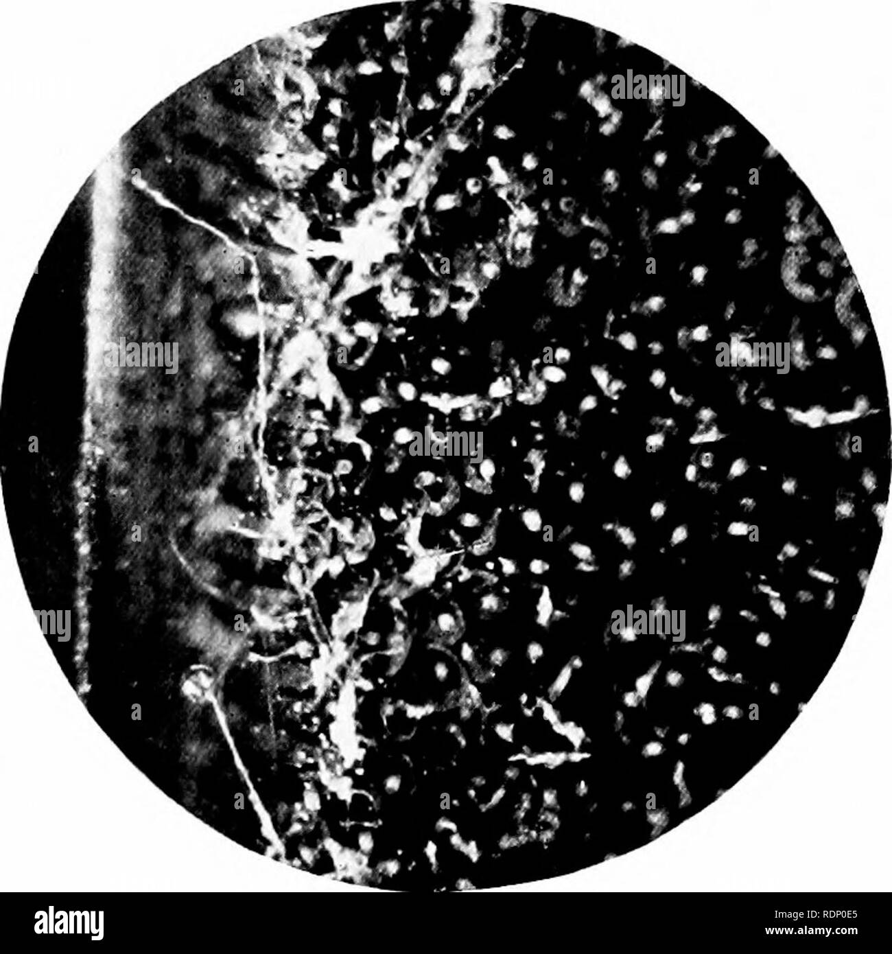 . Minutes de merveilles de la nature, d'être certaines révélations du microscope, exposées par des photomicrographies prises par l'auteur. Histoire naturelle ; microscopes. 220 MINUTES DE MERVEILLES DE LA NATURE notamment celles de la volée et peut-caddis fly ; pour ce faire, la nature a fourni ihem avec une paire d'bitint^- puissantes mandibules, ce qui peut être vu dans l'illustration Fig. 146. Les filaments. Kis ;. 145. Les oeufs de l'Alder-liy sur la feuille de l'iris jaune ou commune fing qui apparaissent sur les côtés de l'abdomen sont les organes respiratoires de l'animal. À propos de mai ou juin, la larve a fait l'alimentation ; il quitte l'eau et Banque D'Images