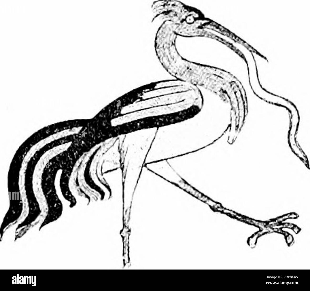 Début Des Annales De Lornithologie Les Oiseaux Les