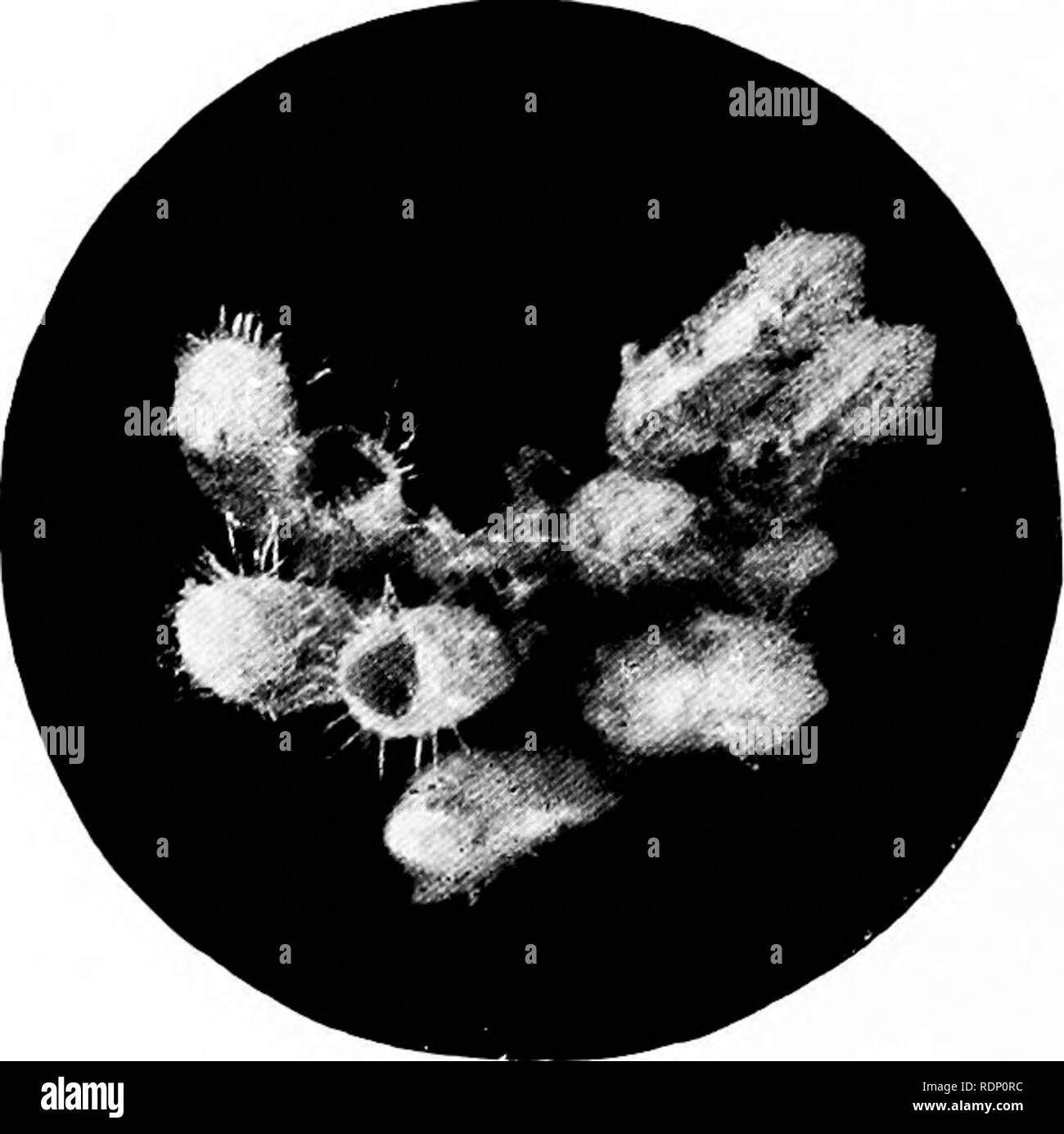 . Minutes de merveilles de la nature, d'être certaines révélations du microscope, exposées par des photomicrographies prises par l'auteur. Histoire naturelle ; microscopes. 142 MINUTES DE MERVEILLES DE LA NATURE le parasite du faisan, attaché par son ciment naturel de la douille de la plume. Et comme un autre exemple encore de connaître les oiseaux, la joliment sculptée et tasses-comme les œufs. Fig. 90. E^s comme un oiseau parasite, diamètre 2x q.s du parasite du paon sont indiquées en Fig. 92. La matière vivante contenue dans l'tinv eo-o-s d'insectes sont protégées par trois couches externes. À côté de la coquille bon là je Banque D'Images
