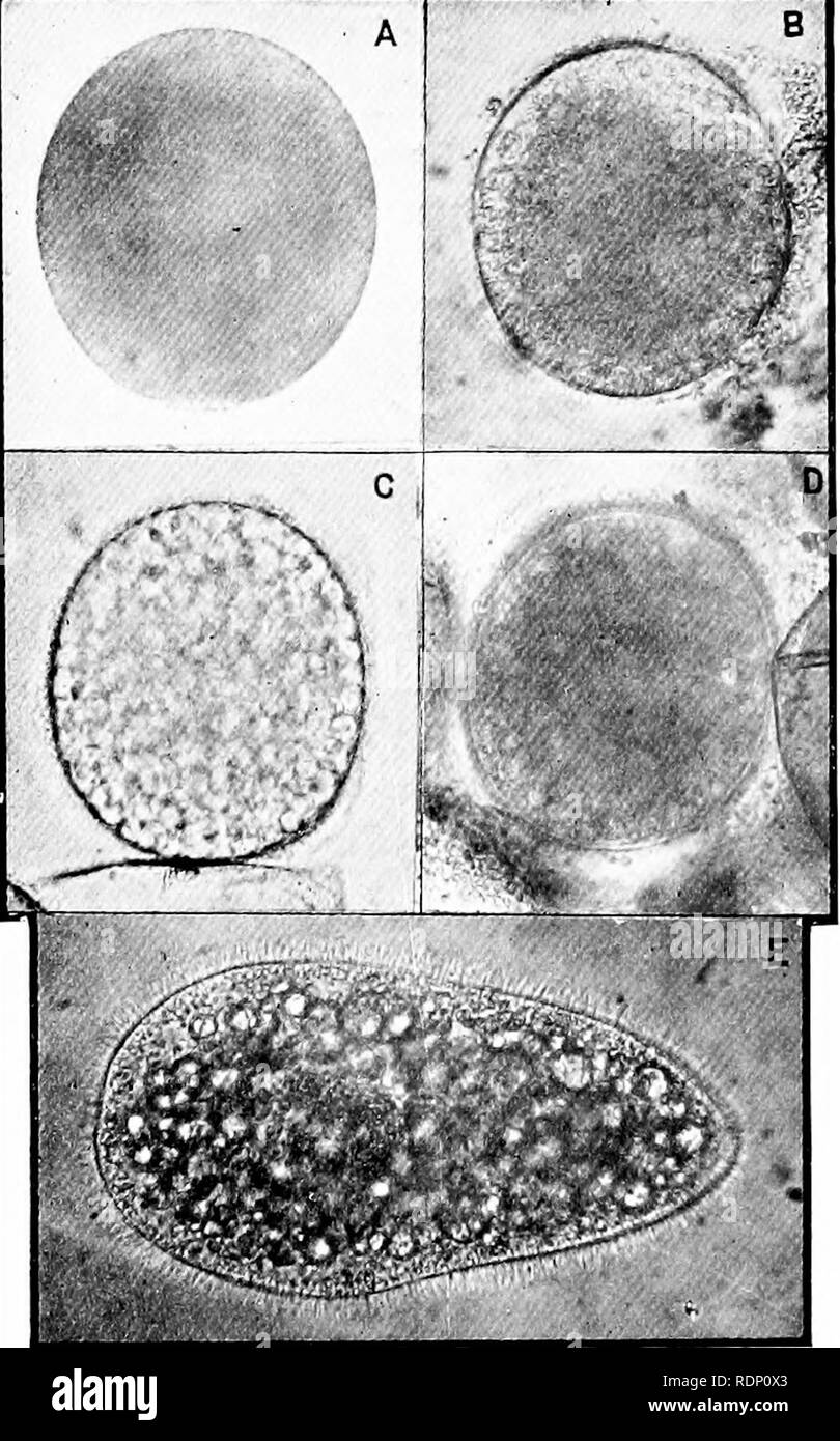 . La nature et l'origine de la matière vivante. La vie, l'évolution. Pi mangé. XXVI. -/" Â ¢.C.. *'' Â ?^^, ?-V.'-*' « M À /(ic p. 270.. Veuillez noter que ces images sont extraites de la page numérisée des images qui peuvent avoir été retouchées numériquement pour plus de lisibilité - coloration et l'aspect de ces illustrations ne peut pas parfaitement ressembler à l'œuvre originale.. Bastian, H. Charlton. Londres, T. F. Unwin Banque D'Images