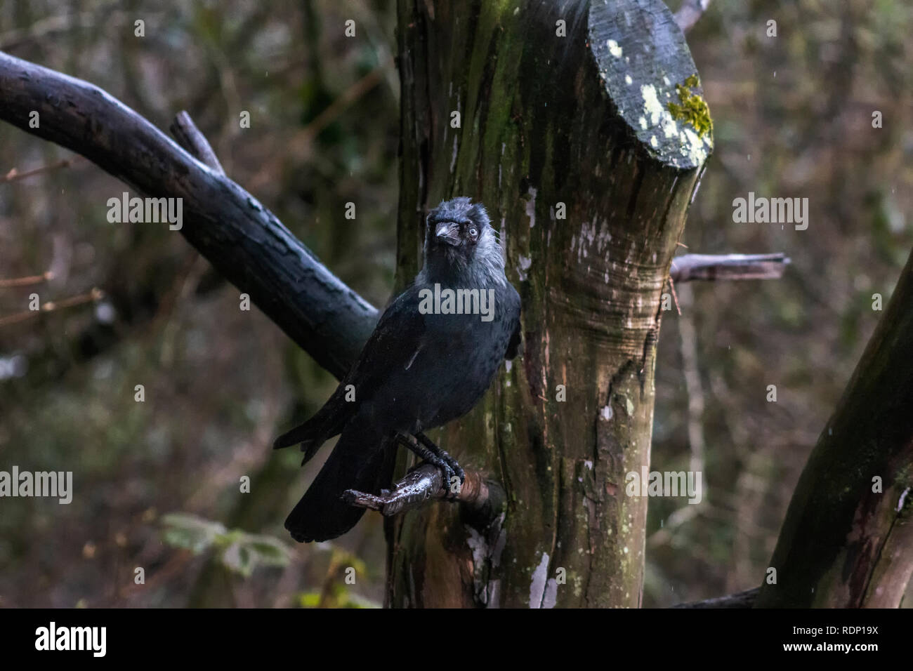 Oiseau geai perché dans un arbre Banque D'Images