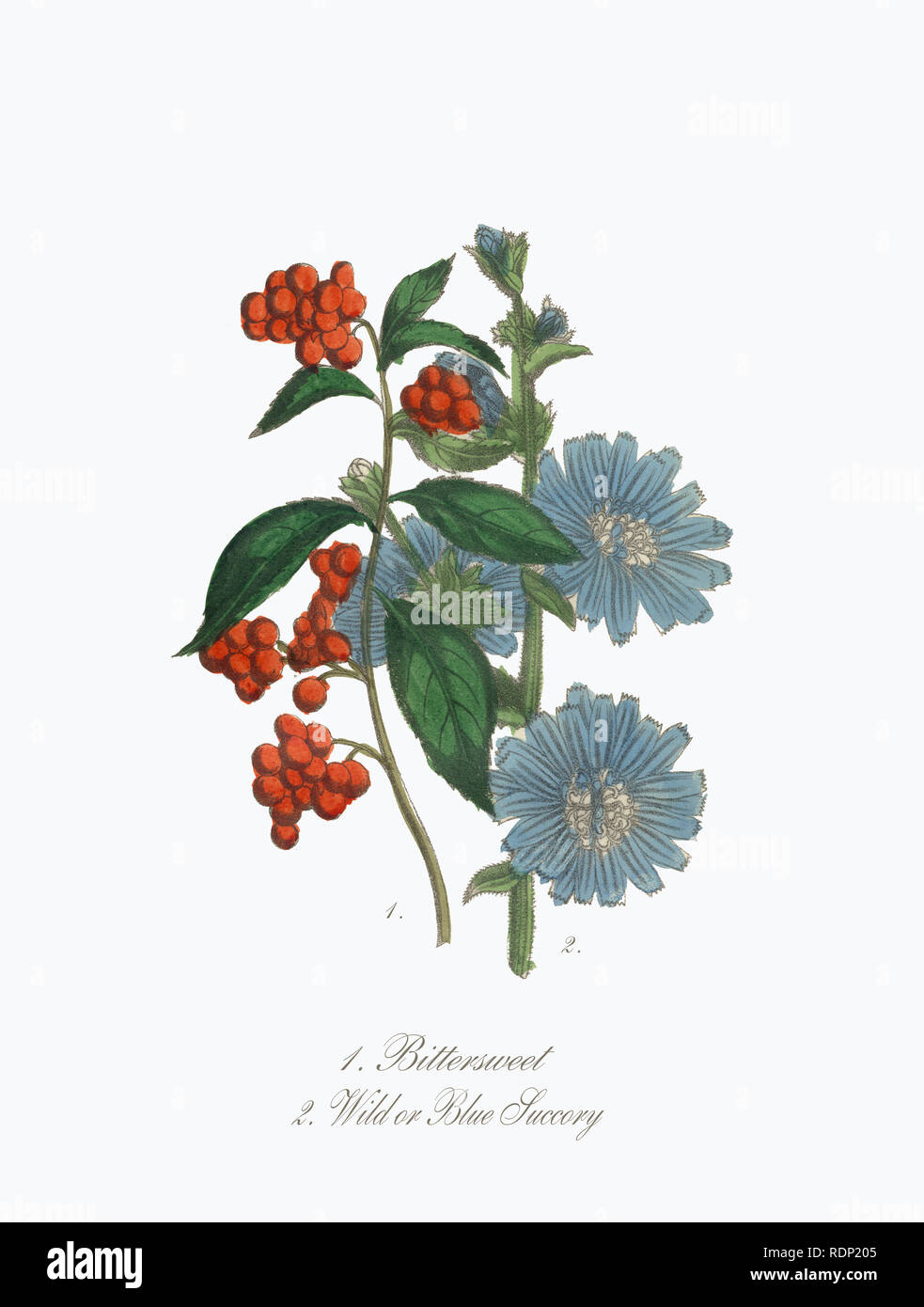 Un Hand-Colored American Victorian Illustration botanique, vers 1850 Banque D'Images