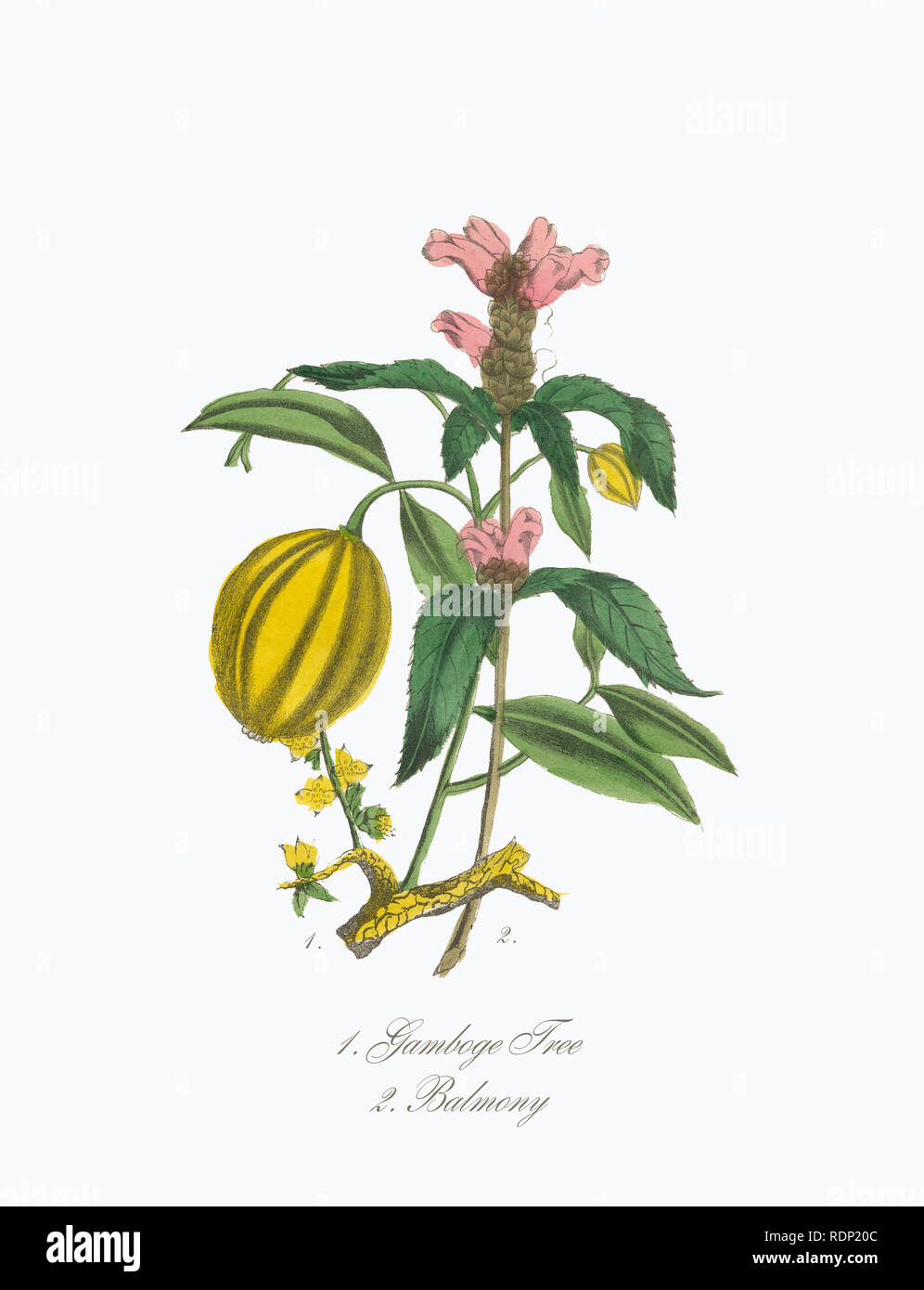 Un Hand-Colored American Victorian Illustration botanique, vers 1850 Banque D'Images