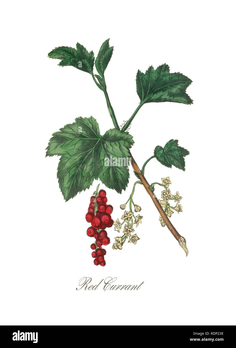 Un Hand-Colored American Victorian Illustration botanique, vers 1850 Banque D'Images