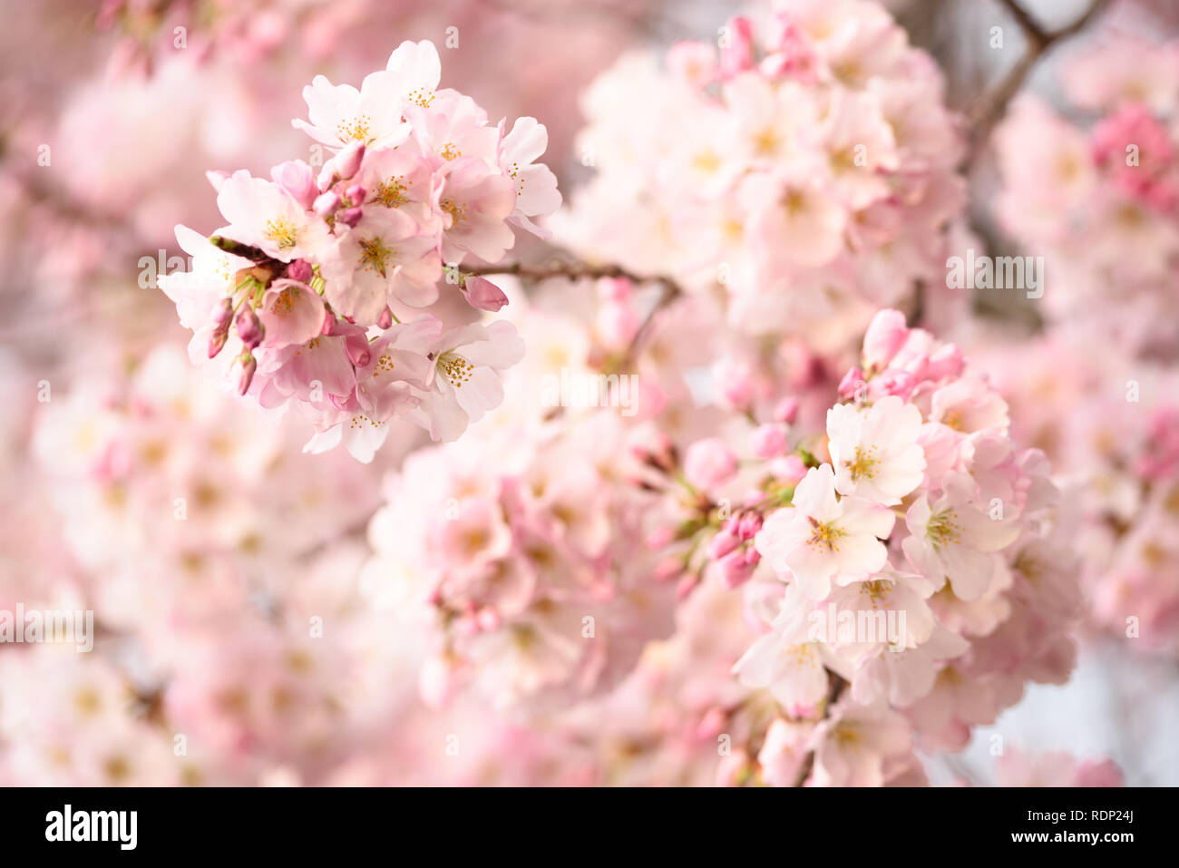 WASHINGTON DC — Une vue rapprochée montre des grappes de cerisiers en fleurs le long du Tidal Basin. Chaque printemps, des milliers de ces arbres à fleurs, à l'origine un cadeau du Japon en 1912, sont au centre du festival annuel national des cerisiers en fleurs. Banque D'Images