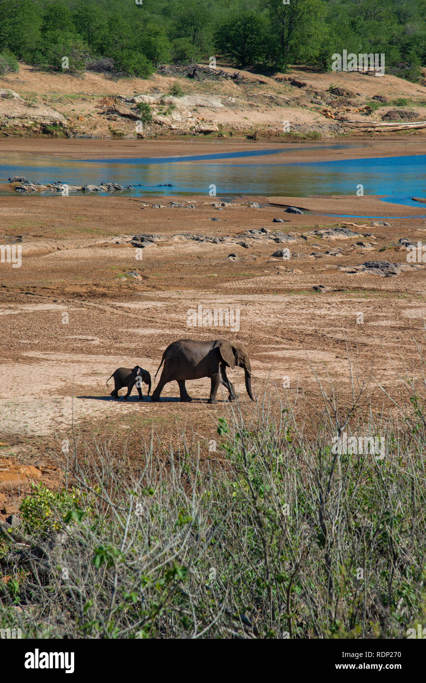 L'éléphant de la mère avec son bébé après avoir traversé une rivière et marcher pour trouver de l'ombre dans le Parc National Kruger, Afrique du Sud Banque D'Images