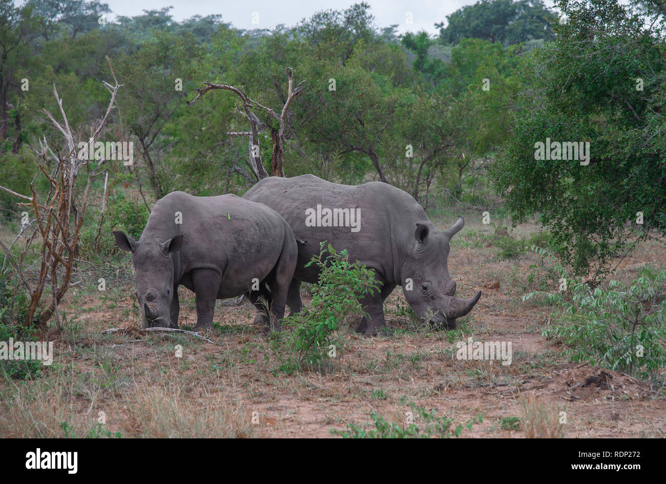 Deux rhinocéros blancs paissent dans la brousse du Parc National Kruger, Afrique du Sud Banque D'Images