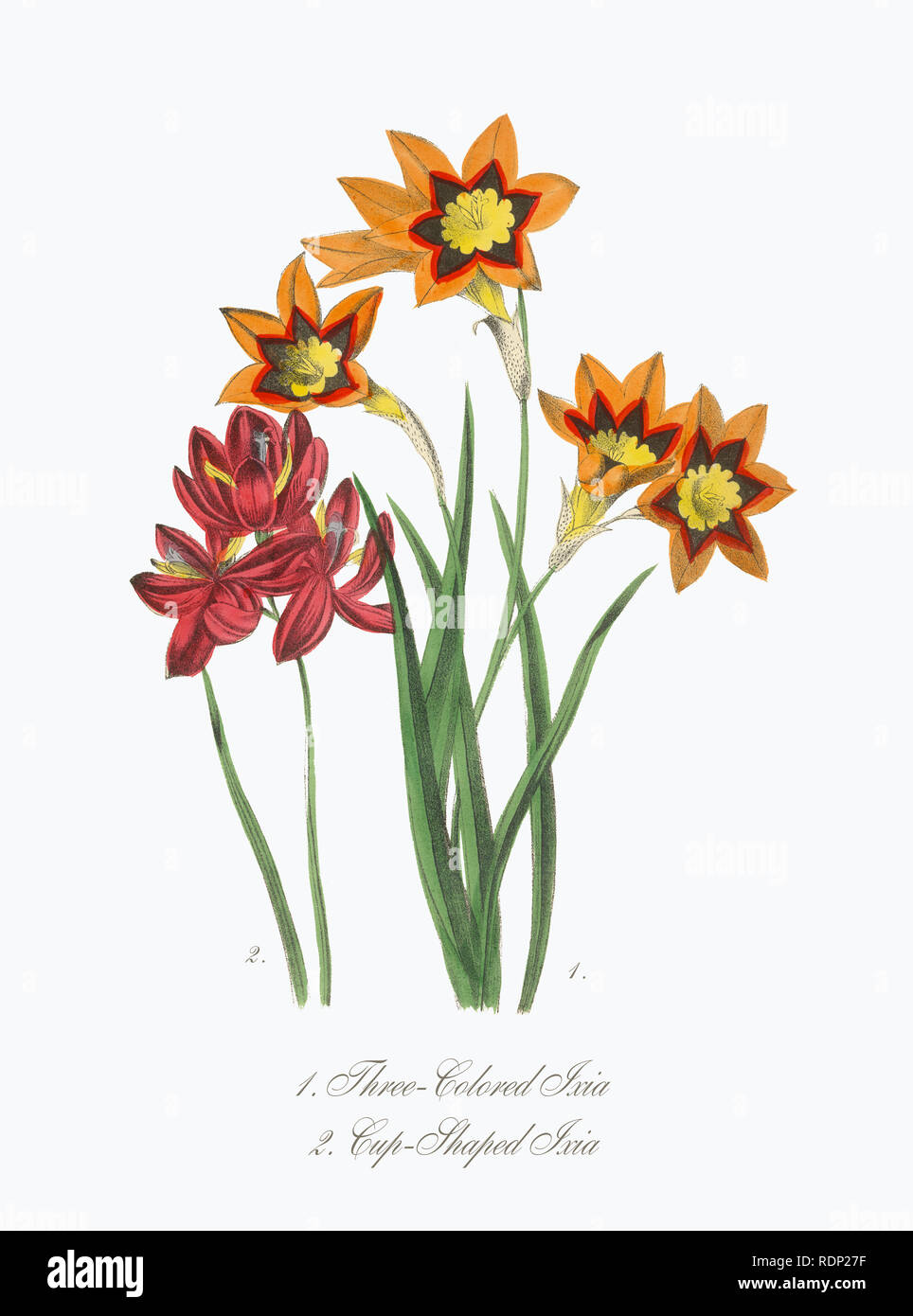 Un Hand-Colored American Victorian Illustration botanique, vers 1850 Banque D'Images