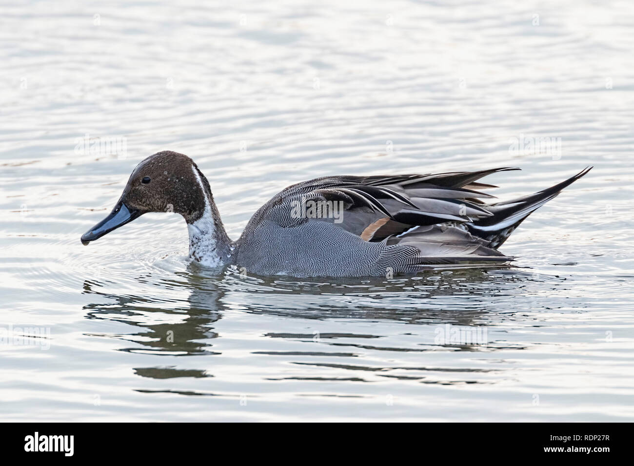 Photo de profil un mâle Canard pilet (Anas acuta) trouvés à Farlington Marshes, un HIWT site réserve naturelle dans le Hampshire. Banque D'Images