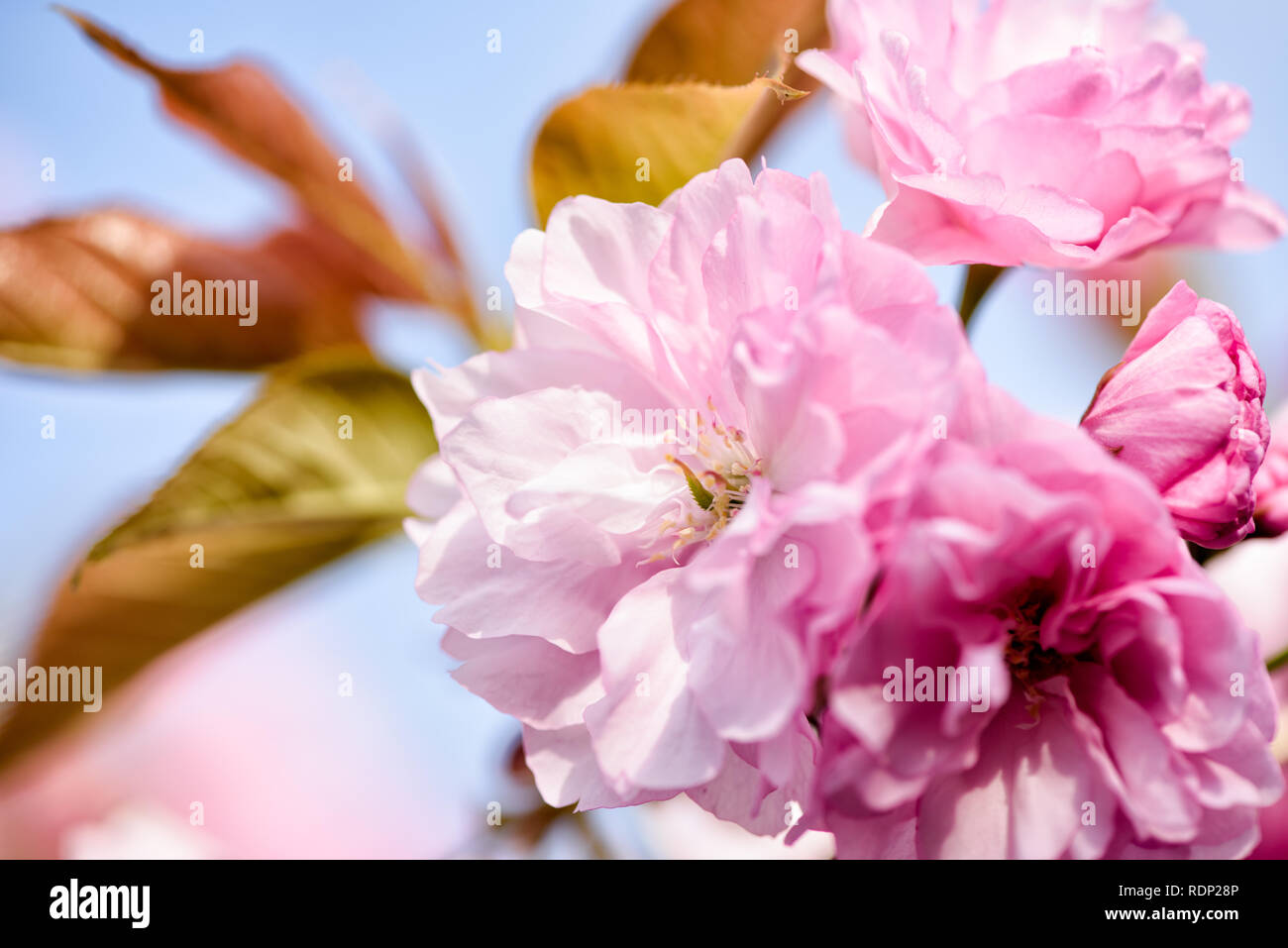 WASHINGTON DC — les cerisiers de Kwanzan affichent leurs fleurs roses doubles distinctives dans le parc East Potomac. Ces cerises ornementales fleurissent plus tard que la variété Yoshino, prolongeant la saison de floraison des cerisiers de Washington au-delà du pic principal de floraison au Tidal Basin. Banque D'Images