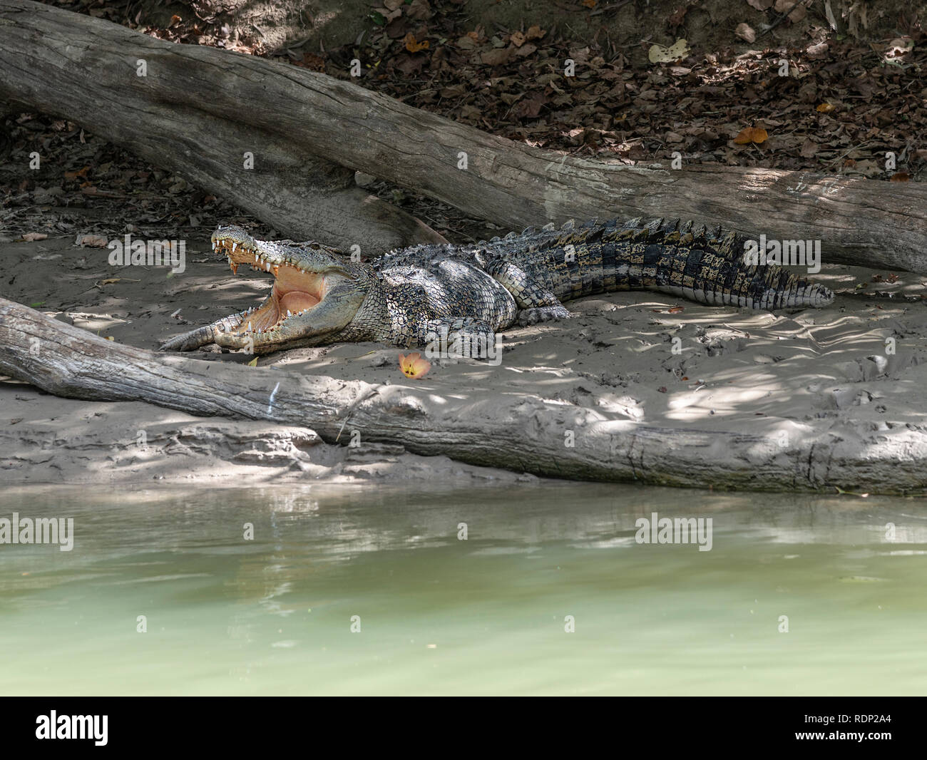 Repos Crocodile avec bouche ouverte sur les rives de l'East River, Alligator Kakadu, Territoire du Nord, Australie, haut de gamme Banque D'Images