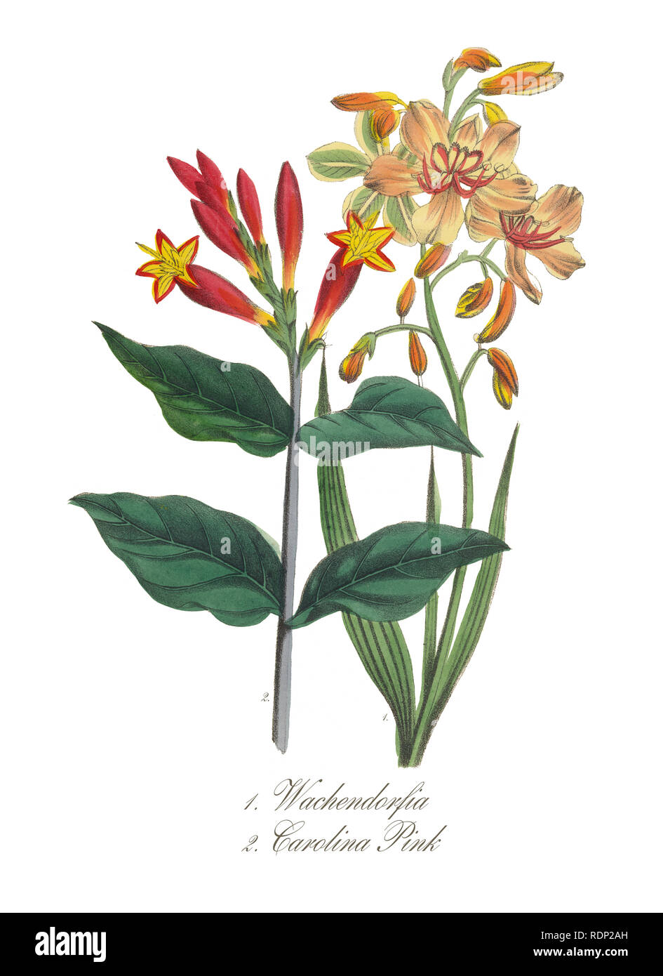 Un Hand-Colored American Victorian Illustration botanique, vers 1850 Banque D'Images