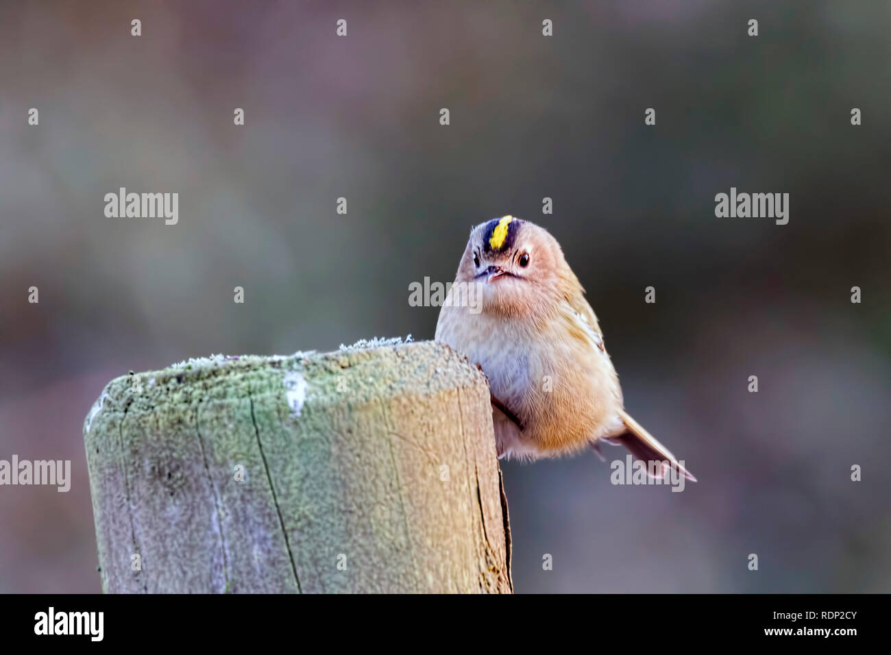 Un Goldcrest (Regulus regulus) posant sur un piquet à Blashford Lakes nature reserve dans le Hampshire. Banque D'Images