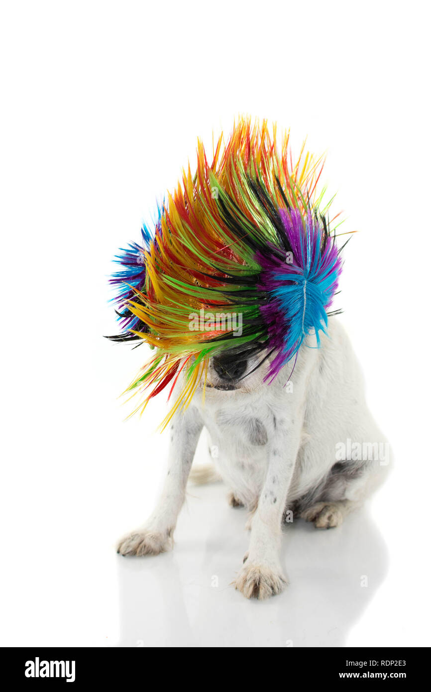 FUNNY punk rock chien portant une perruque de couleur pour le CARNAVAL OU HALLOWEEN. Contre isolé sur FOND BLANC Banque D'Images