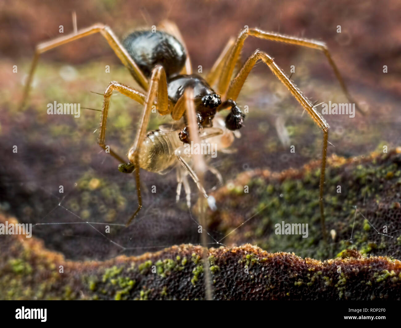 Une petite araignée (env. 3-5mm) snacking sur l'écorce d'une minute à l'Ramsdown nymphe de mouche près de Hurn dans le Dorset. Mag 3.5x avec flash diffus Banque D'Images