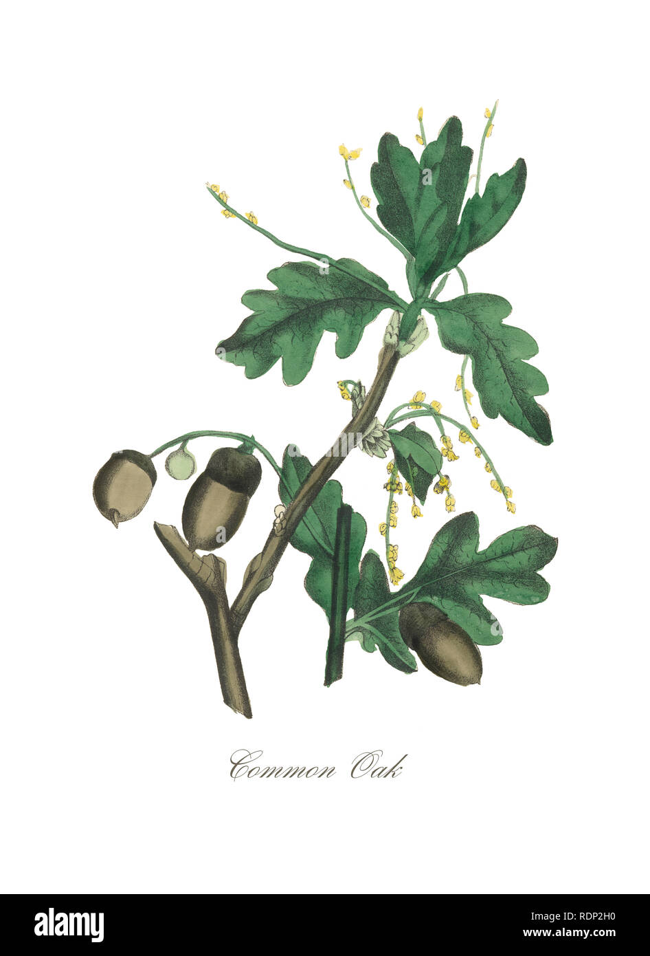 Un Hand-Colored American Victorian Illustration botanique, vers 1850 Banque D'Images