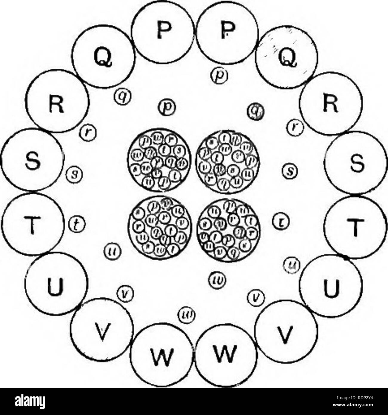 . Essais sur l'évolution 1889-1907. L'évolution. Diagramme /. Pangenesis. B X©C) ( B X©C Étape 2. Étape m-je ? Schéma de l'étape I. III. Développement des jumeaux identiques.. Veuillez noter que ces images sont extraites de la page numérisée des images qui peuvent avoir été retouchées numériquement pour plus de lisibilité - coloration et l'aspect de ces illustrations ne peut pas parfaitement ressembler à l'œuvre originale.. Poulton, Edward Bagnall, Sir, 1856-1943. Oxford, Clarendon Press Banque D'Images