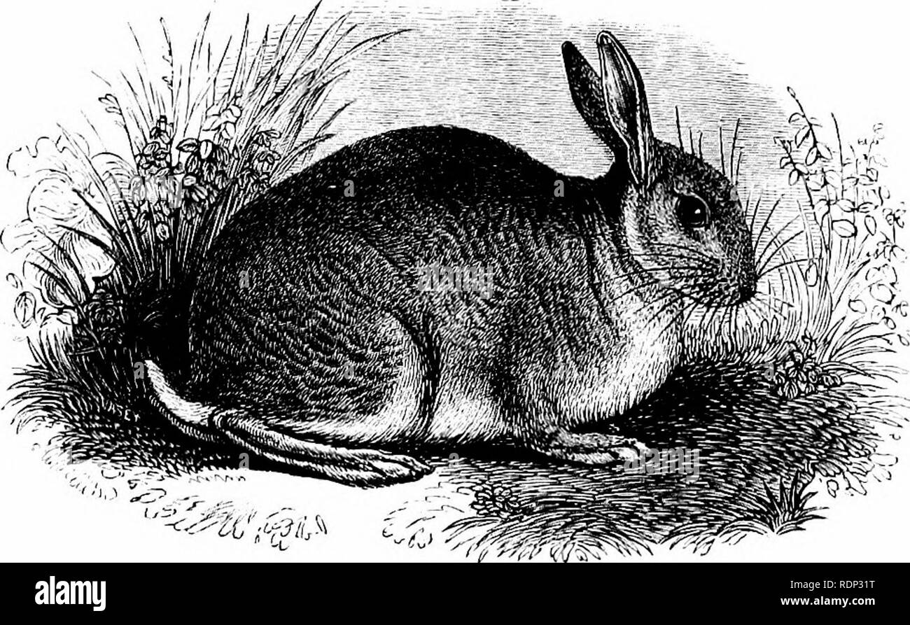 . Une histoire de la quadrupèdes, y compris les cétacés. Les mammifères. Des rongeurs. Lapin. 343 LEPORIDJE.. Lapin. Lepus cuniculus (Linn.). Caractère spécifique, couleurs brun-gris mélangé avec tawny ; ventre, blanc ; queue noirâtre au-dessus, blanc en dessous ; oreilles presque aussi long que la tête. Cimiculus, Pline, Hist. Nat. VIII. Cimicidus LiNNiEUS, Lepus, Syst. Nat. I. 72. Le Lapin, si bien connue en Angleterre comme l'un des pires ennemis de l'fanner, est qu'un parc naturel, habitant de l'Europe occidentale et centrale, sa terre natale en cours de la CEI-alpin pays du bassin méditerranéen. Il est plent Banque D'Images