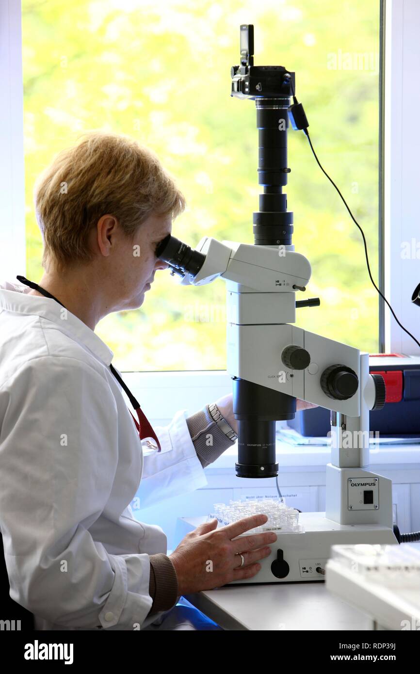 Laboratoire, un scientifique étudie les cristaux de taille qui ont été créés sur une plaque de cristallisation sous un microscope, Banque D'Images