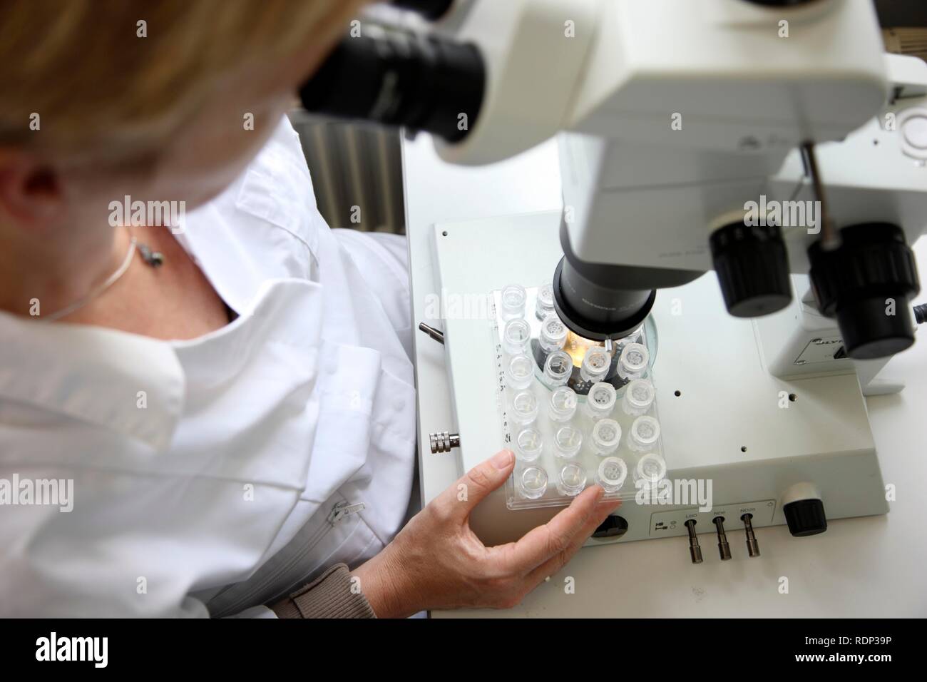 Laboratoire, un scientifique étudie les cristaux de taille qui ont été créés sur une plaque de cristallisation sous un microscope, Banque D'Images