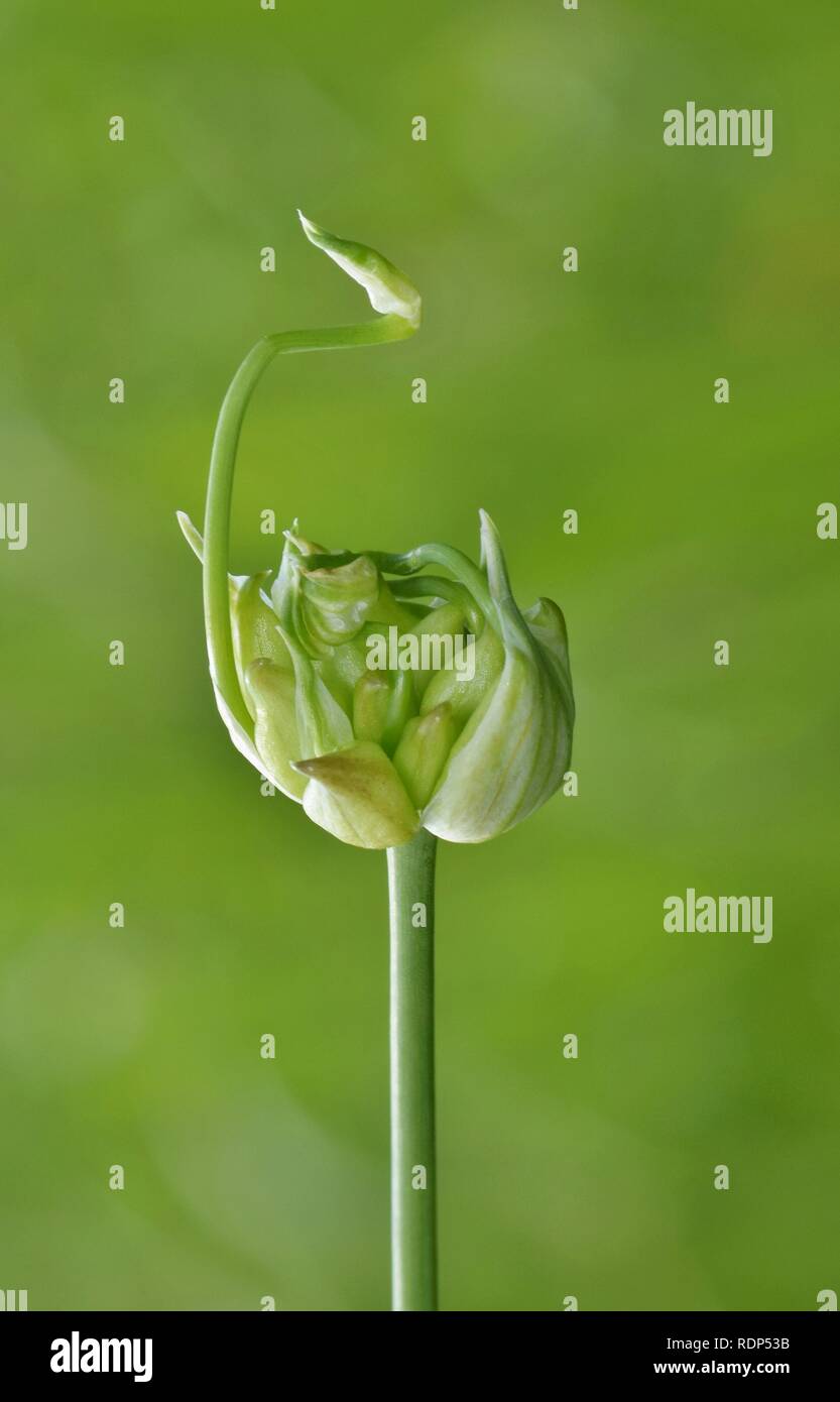 Un oignon sauvage (Plante Allium canadense) trouvés par une voie navigable au Texas. La petite poire sur le dessus s'ouvre et révèle la vie nouvelle. Banque D'Images