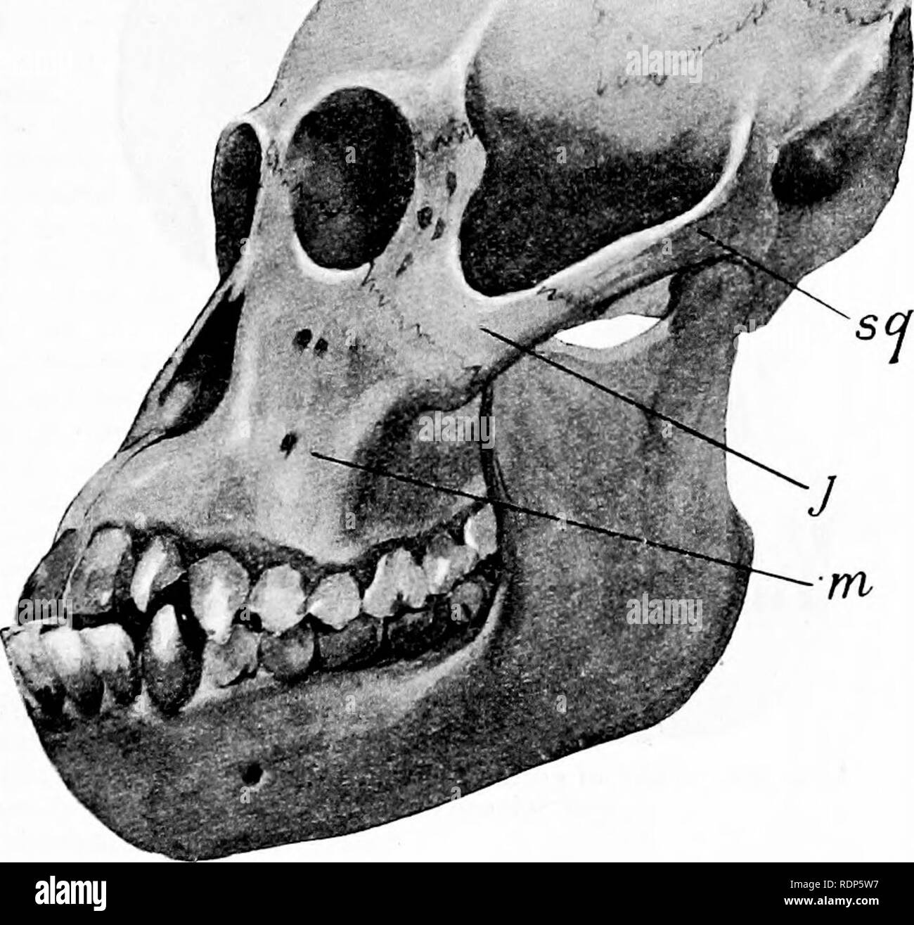 . Contours de la zoologie. Zoologie. SIMIID^.. 731 ce sont les plus élevés et la plupart des singes comme l'homme, ils sont appelés sarcophage anthropomorphe. Ces singes sont moins comme des quadrupèdes que les autres ; ils n'ont pas de queue et des abajoues pas. Les vertèbres caudales forment le coccyx. Seulement dans le gibbon sont là fs ,^^Â"r ?**" I , â 1.. Fig. 321.âSkull âFrom de Orang-Utan.Musée d'Édimbourg La science et l'art. p., pariétale ; /., frontal ; m2, squamosales ; /., jugal ; w., callosités ischiatiques. maxillaire, et ce sont des petits. Les bras sont beaucoup plus long que les jambes. Le sternum est large. Le caecum est un appendice vermiforme. Comme Banque D'Images