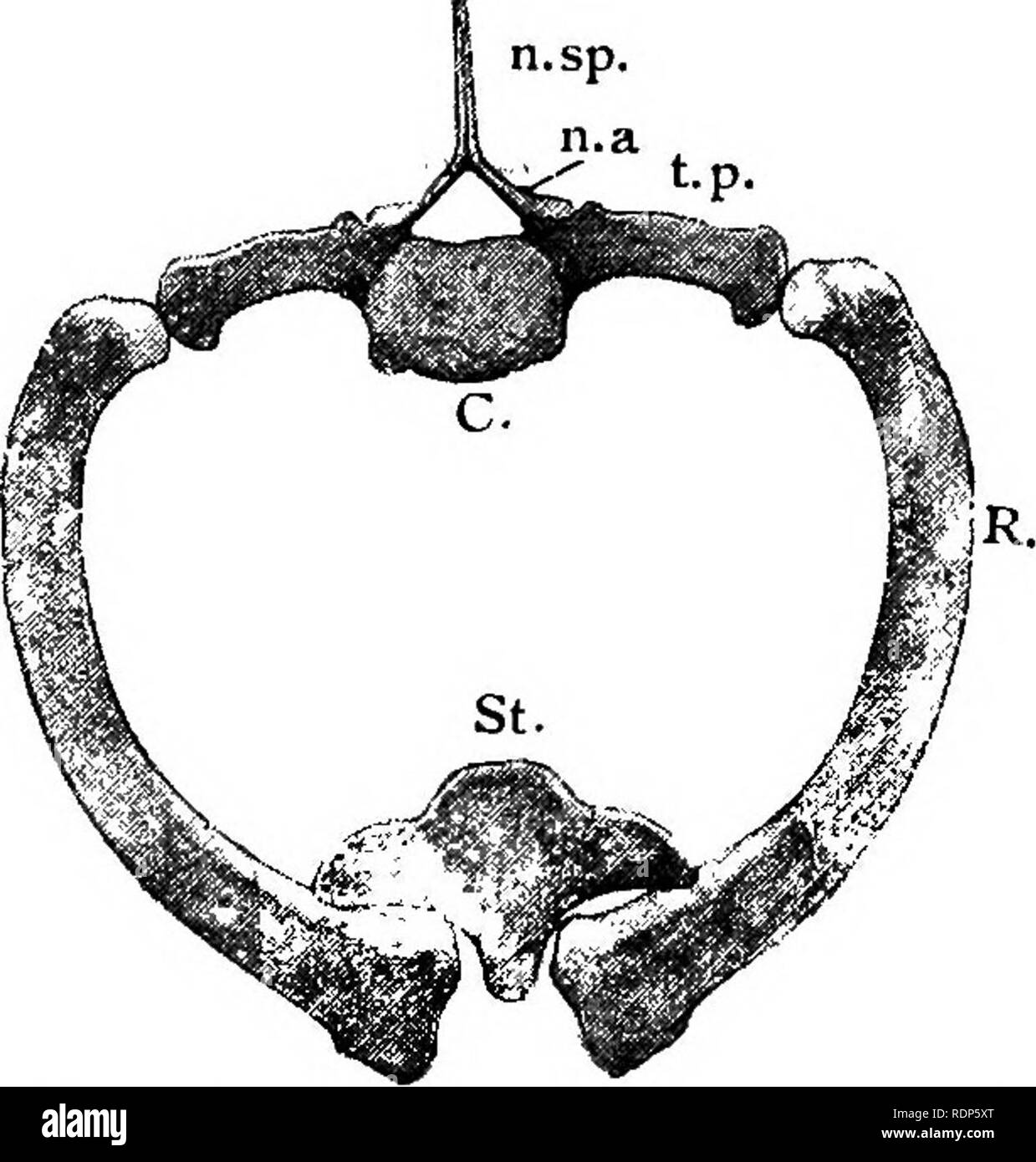 . Contours de la zoologie. Zoologie. Des rongeurs. 713 Il est possible que dans leur transition de l'route à la vie marine, les cétacés étaient passés par un stade dans lequel ils vivent en eau douce.. Fig. 316.-vertèbre, côte, et le sternum de Balcenoptera.- de spécimen au Musée anatomique, Édimbourg. C, Centrum ; n.a., arc neural ; n.sfi., épine neurale ; /./., transverse ; nervure R.t ; St., sternum. Ordre des rongeurs. Les rongeurs sont représentés dans toutes les parties du monde, et en plus d'espèces que tout autre ordre de mammifères. La plupart d'entre eux sont de petite taille et terrestres. Ils sont généralement des plats végétariens Banque D'Images