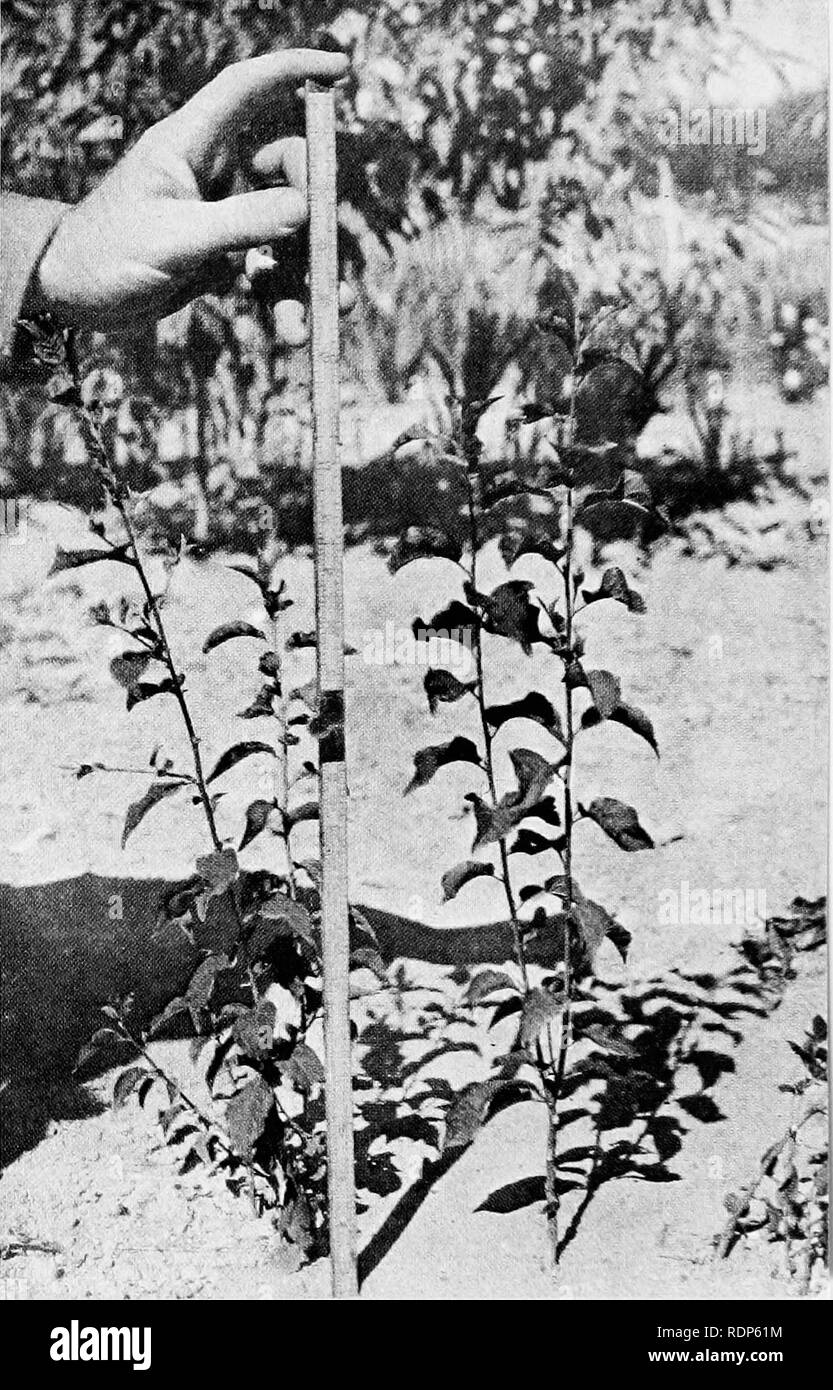 . Luther Burbank, ses méthodes et les découvertes et leur application pratique ;. L'amélioration des plantes. Assez bon semis Prune ces semis sont intermediale de qualité entre l'un shoivn à la page 2q8 et qu'à la page J02. Ils sont environ dix-huit pouces de haut, et mieux on est jo dressée avec de grandes feuilles bien formées. Mais il a un Tather équipement peu de branches.. Veuillez noter que ces images sont extraites de la page numérisée des images qui peuvent avoir été retouchées numériquement pour plus de lisibilité - coloration et l'aspect de ces illustrations ne peut pas parfaitement ressembler à l'œuvre originale Banque D'Images