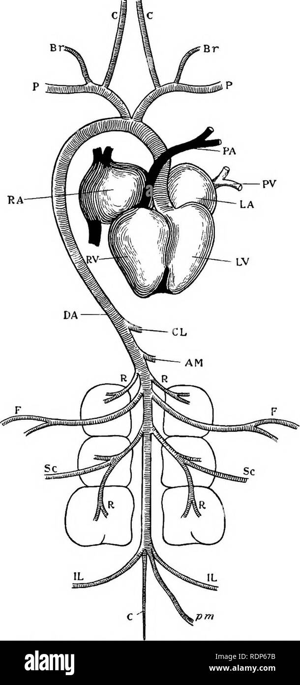 . Contours de la zoologie. Zoologie. 6io LES OISEAUX.. Fig. 268.-coeur et système artériel de pigeon. R.A., oreillette droite ; R.V., ventricule droit ; L.V., le ventricule gauche ; L.A., oreillette gauche ; P. C., les veines pulmonaires ; P., artère pectorales ; Br., artère brachiale ; C ; l'artère carotide, D.A., aorte dorsale  ; CZ., A. M. ; coeliaque mésentérique antérieure} ; R., Renals, ^.j ; Sc fémorale, nerf sciatique ; /L., iliaque ; h., mésentérique postérieur ; C., caudale.. Veuillez noter que ces images sont extraites de la page numérisée des images qui peuvent avoir été retouchées numériquement pour plus de lisibilité - coloration et l'aspect de ces illustrations ne peut Banque D'Images