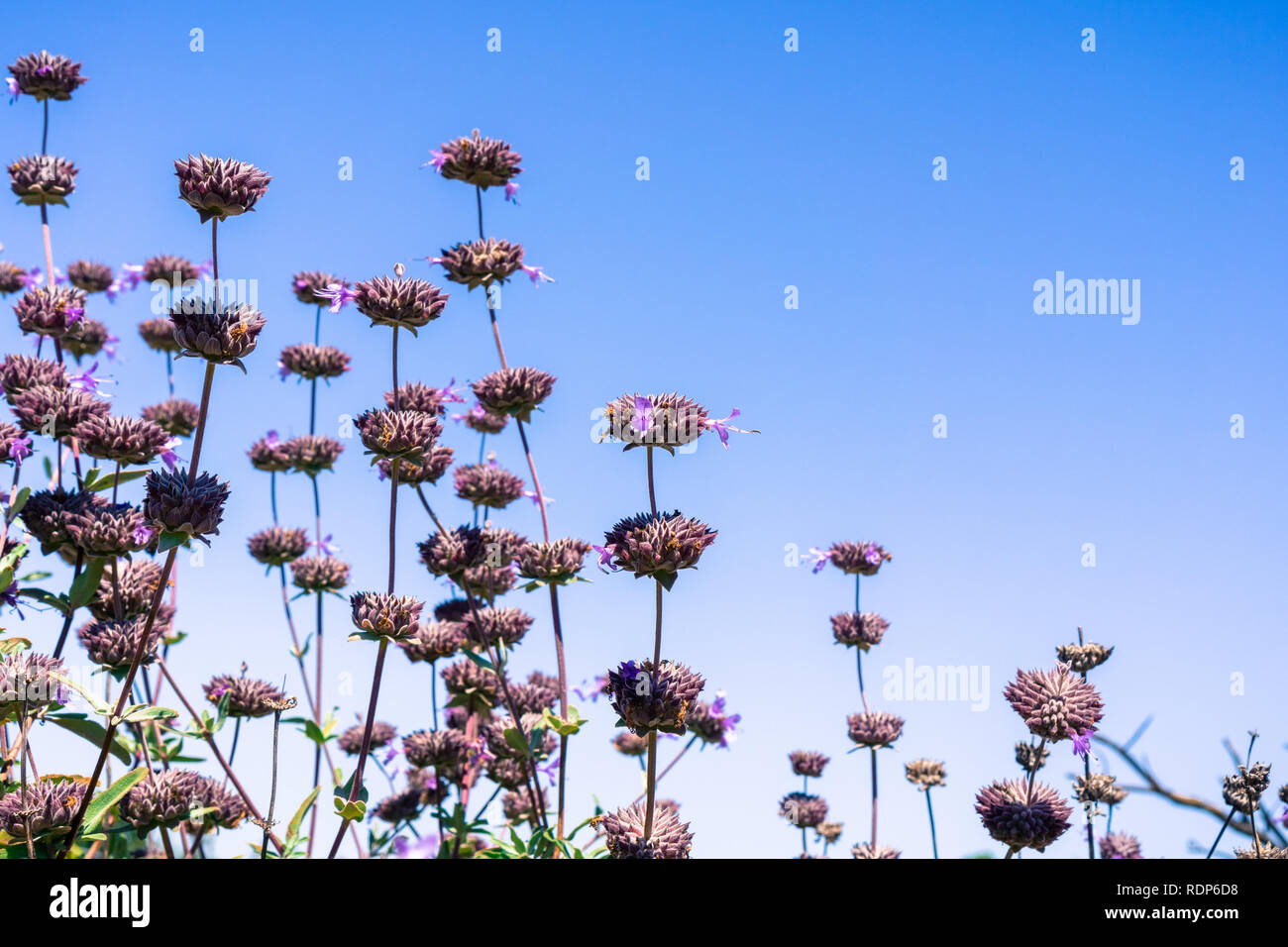 Cleveland sauge (Salvia clevelandii) fleurs sur un fond de ciel bleu, en Californie Banque D'Images