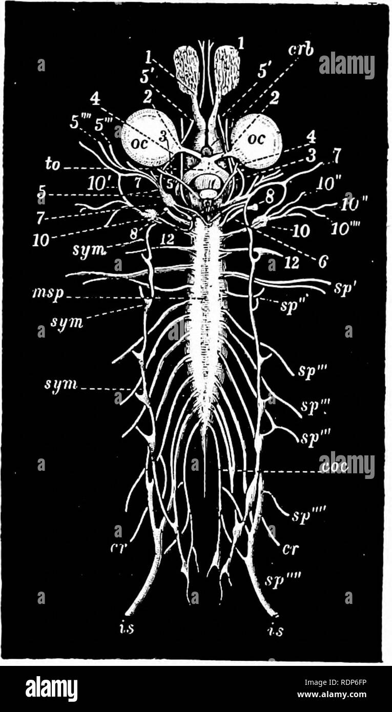 . Contours de la zoologie. Zoologie. Système nerveux central. Côté 539 sera vu l'entrelacé chiasma crossing des nerfs optiques, et une masse en forme de langue maternelle (la tuber cinereum), à laquelle le corps de l'hypophyse est joint. Les lobes optiques, une paire de corps ovale, entre et au-dessous qui est l'iter. Le cervelet, une très étroite bande transversale. La médulle ob- longata, sur le toit de la pie-mère qui forme un très vas- culière " plexus choroïde." Les cavités du cerveau et le canal de la moelle épinière sont dans l'adulte bordée d'épithélium cilié. Les nerfs crâniens sont, comme toujours, sur chaque s Banque D'Images