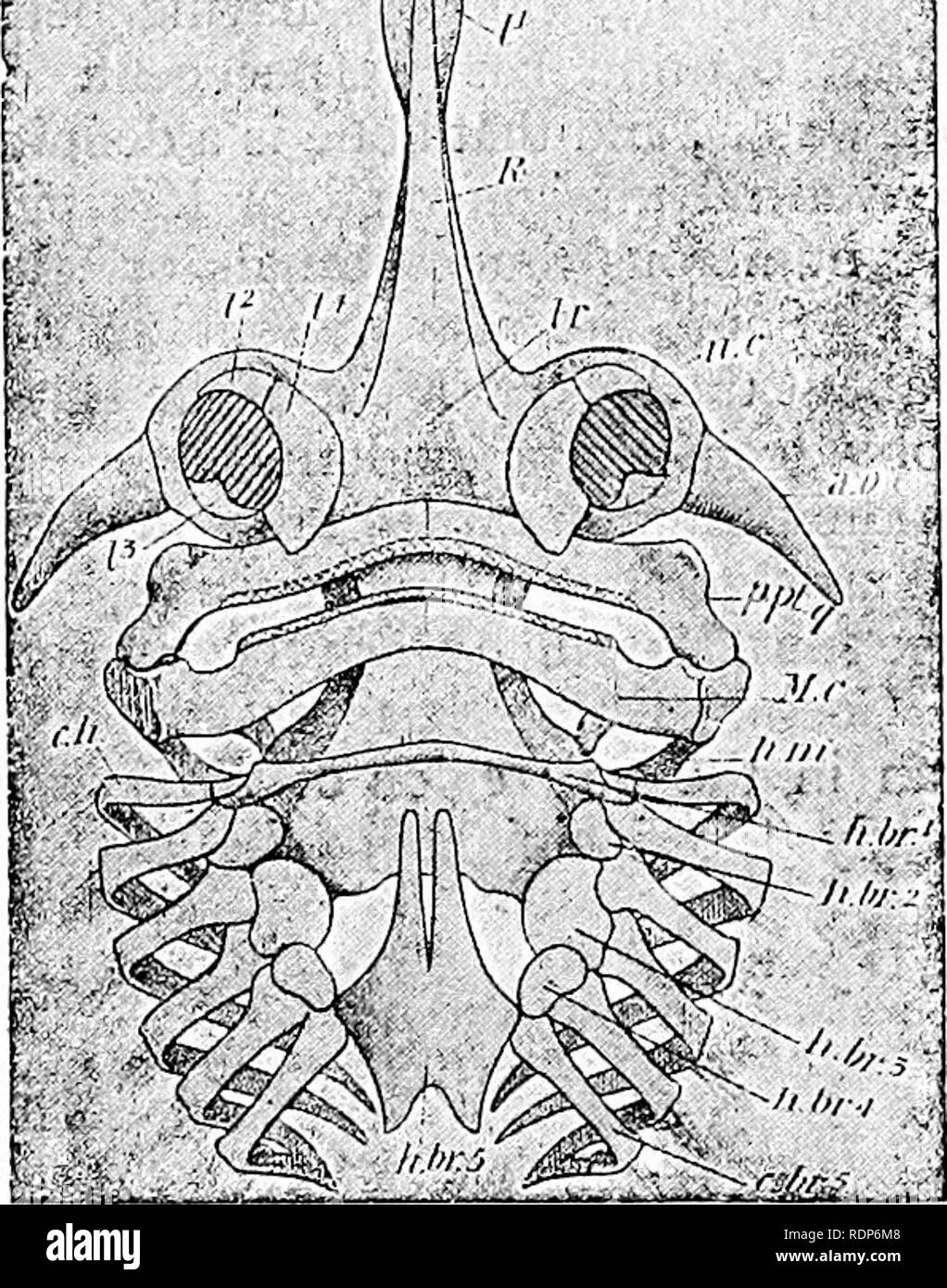 . Contours de la zoologie. Zoologie. 484 Poissons Poissons-processus. l'extérieur, projets et porte une minute soupçon d'un RIB. À partir de la surface dorsale de chaque centrum deux processus neuraux se présentent, et d'arche vers le haut sur une courte distance de chaque côté de la moelle épinière. Entre chaque deux fractures vertébrales il y a de chaque côté une large plaque d'intemeural, qui non seulement comble ce qui aurait un écart entre les processus neuronaux ft ___l'ICI____ ^»^ et le •- légèrement de ,I'l"' j !développé épine neurale, mais aussi des liens les vertèbres ensemble, de sorte qu'à la segmentation de la surface de la colonne vertébrale est loin d'être évident. Dans Banque D'Images