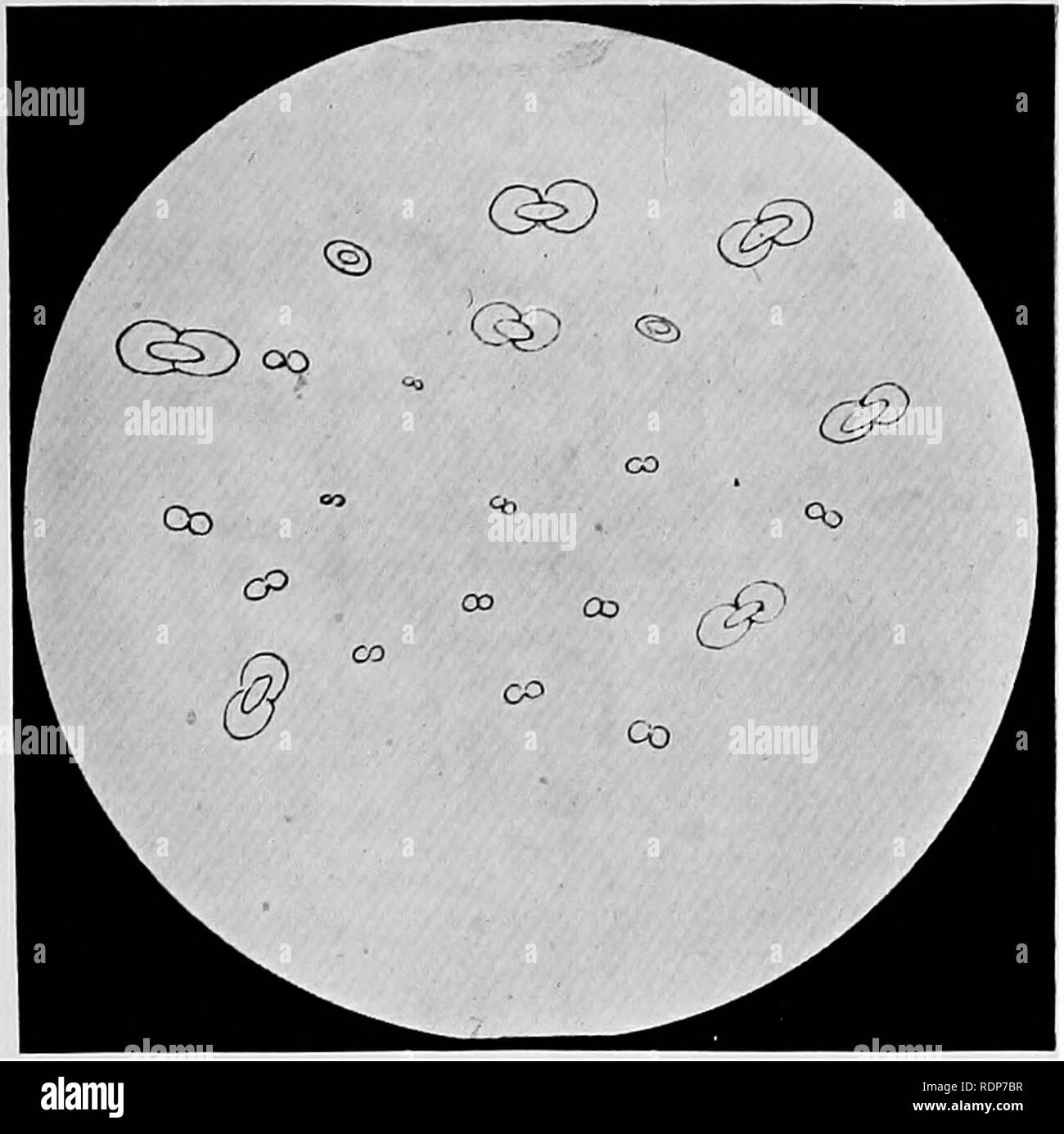 . L'origine de la vie, sa base physique et de définition. La Vie (biologie). VII.. Veuillez noter que ces images sont extraites de la page numérisée des images qui peuvent avoir été retouchées numériquement pour plus de lisibilité - coloration et l'aspect de ces illustrations ne peut pas parfaitement ressembler à l'œuvre originale.. Burke, John Benjamin Butler, 1873-. London, Chapman and Hall, Ltd. Banque D'Images