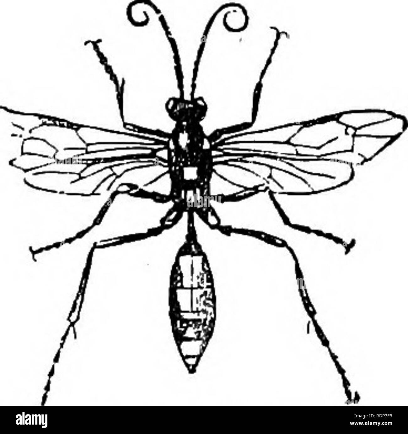 . L'abeille et de fourmis blanches, leurs manières et habitudes ; avec des illustrations de l'instinct animal et l'intelligence. Les abeilles ; Instinct ; les termites. Mouche ICHNEUMON. ses jeunes qui pourraient être déposés ailleurs, prend soin de jeter des œufs sur les hor ces taches uniquement, comme l'Imees^ whioli et épaules, cheval est sûr à lécher ! 48. Mouche Ichneumon est un nom donné à certaines espèces de quadrupèdes, qui ont été par erreur supposé-leurs jeunes sur les corps de crocodiles, les entrailles de qui ils ont peu à peu dévoré. Le nom a été transféré par Linnasus à une grande tribu d'insectes, dont les jeunes sont destinés à la rémunération Banque D'Images