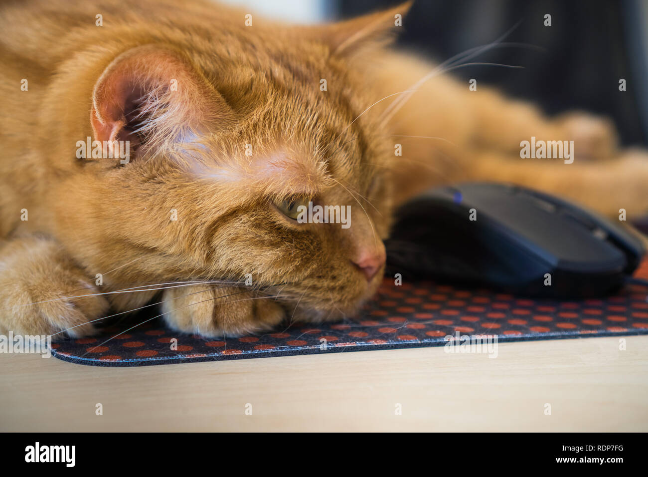 Close up of sleeping cat orange à côté d'une souris ; profondeur de champ Banque D'Images