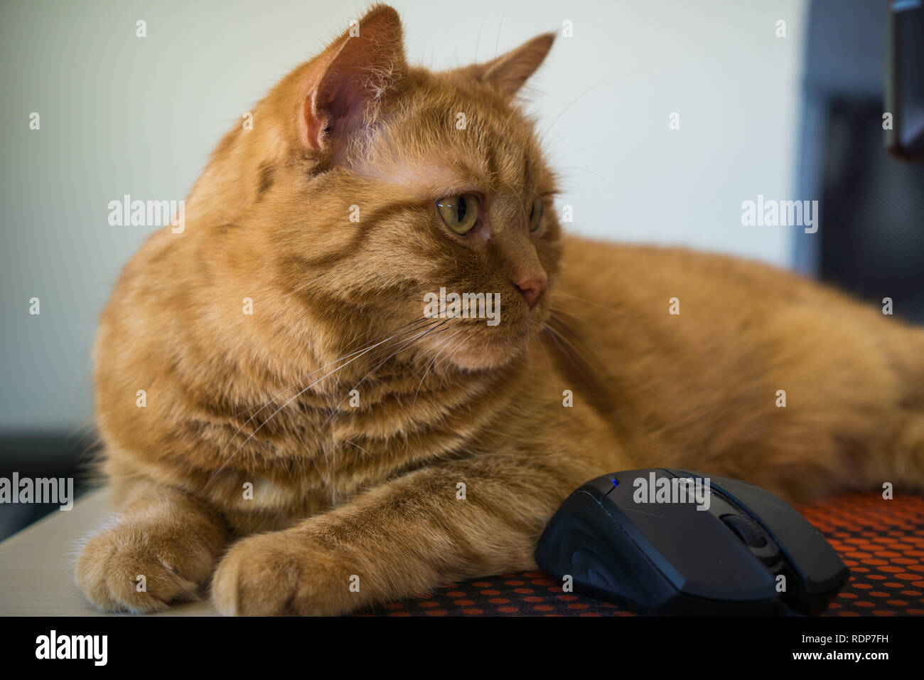 Close up of cat orange assis près d'une souris ; profondeur de champ Banque D'Images