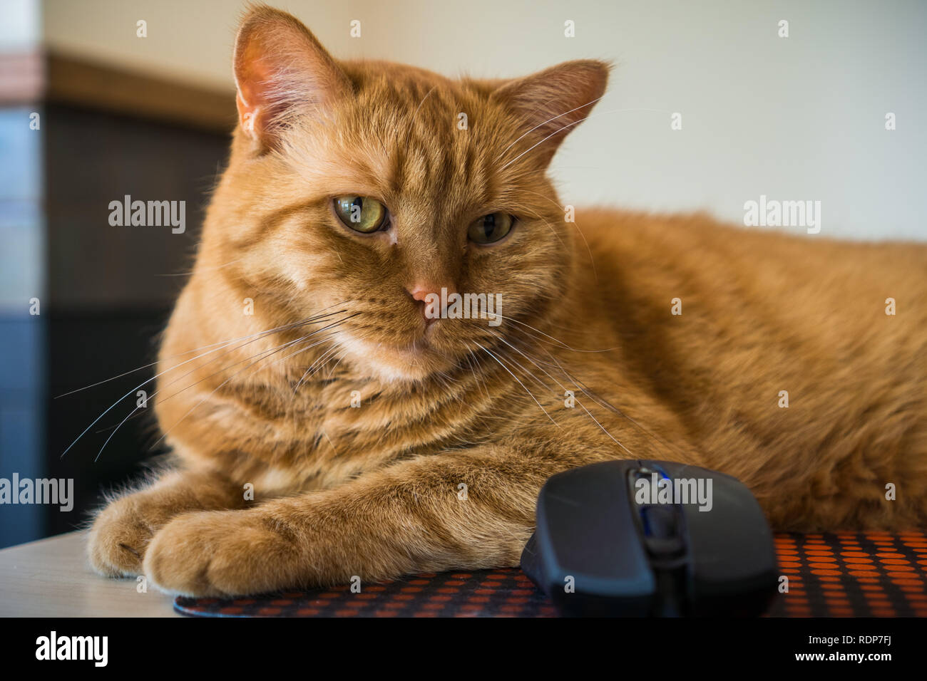Close up of cat orange assis près d'une souris ; profondeur de champ Banque D'Images