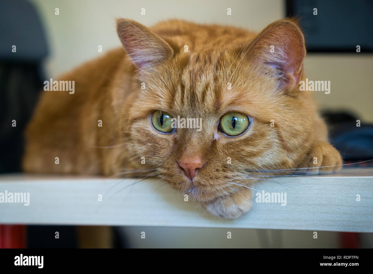 Close up of orange alerte chat assis sur une table ; profondeur de champ Banque D'Images