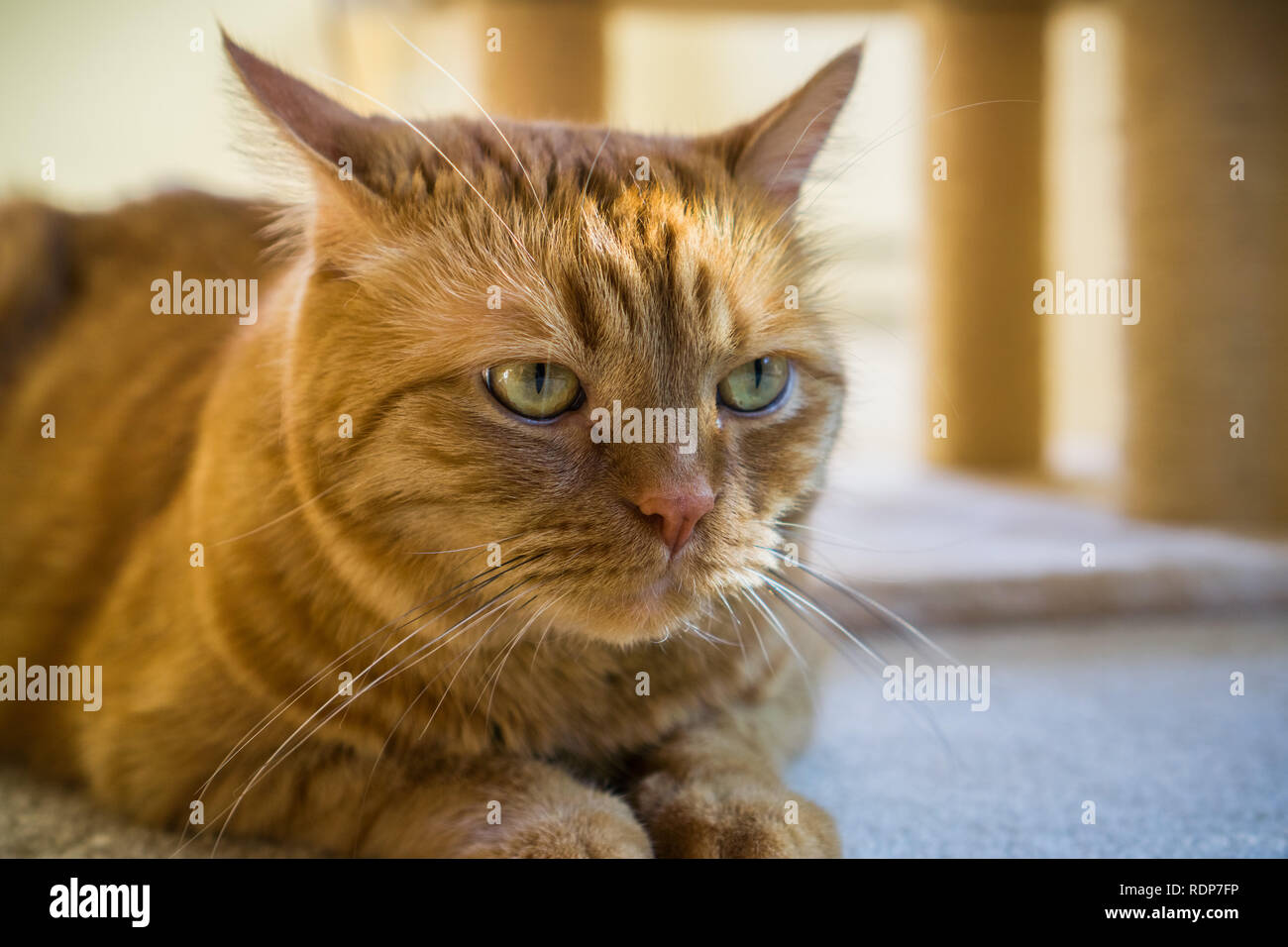 Close up de l'alerte orange cat ; profondeur de champ Banque D'Images