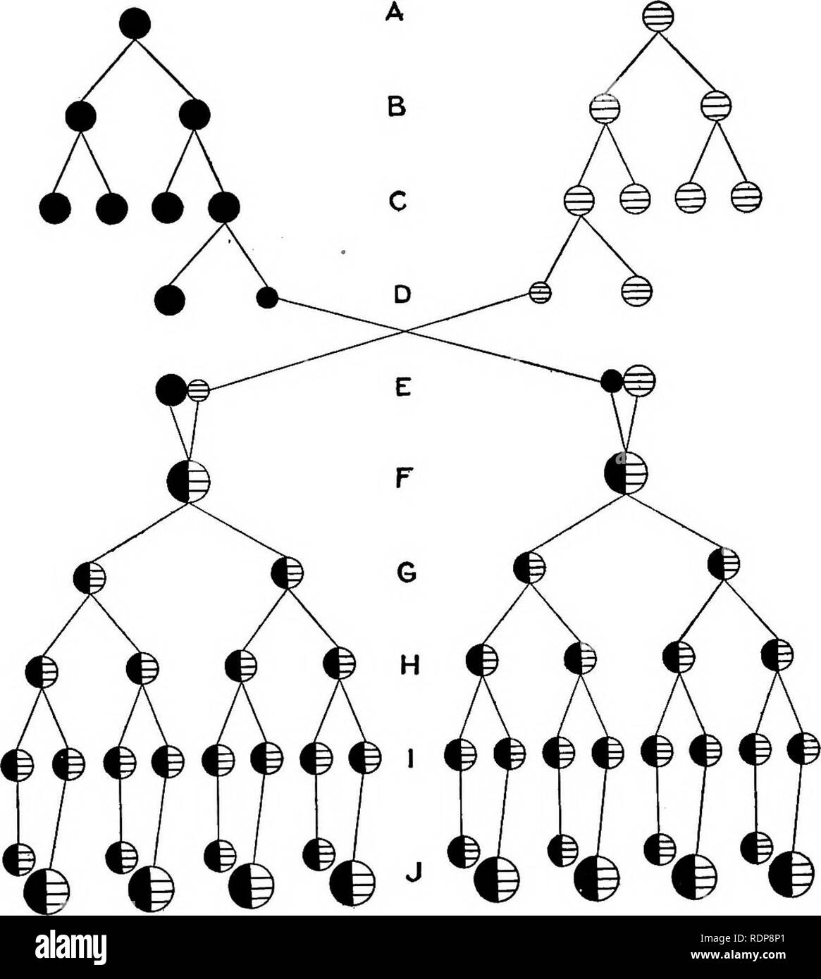 . Le mécanisme de l'hérédité mendélienne. L'hérédité de Mendel ; droit ; les chromosomes. L'hérédité dans les protozoaires 301 quatre noyaux de l'agrandir pour former, d'autres restent quatre macronoyaux comme de nouveaux noyaux. Alors l'individu se divise deux fois (Fig. 70). La macro-. Fig. 71.-^Diagramme illustrant l'histoire de la formation de micronoyaux dans la conjugaison et de deux autres divisions de Paramoecium. noyaux et des micronoyaux ne divisez pas en ce moment, mais sont répartis également entre les deux premières personnes, et puis à la deuxième division deux rendez-vous. Veuillez noter que ces images sont extraites des images de la page numérisée Banque D'Images