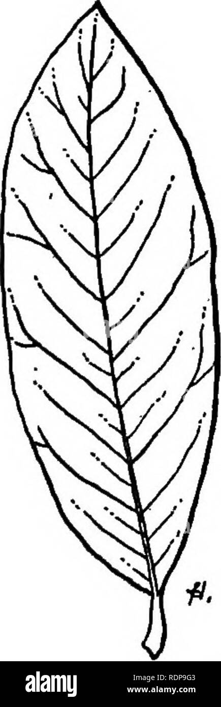 . Les arbres des forêts de Caroline du Nord. La manière de les connaître. Un manuel de poche. Les arbres ; les forêts et la foresterie.  =&gt ;-""^-.s -€&gt ; -m-'X^^' :&gt ; • »§ ;&gt ;.-^ -€&gt ; SWEET BAY, ou {LA BAIE WHITE Magnolia virginiana L,) SWEET BAY, ou white bay, est un petit arbre avec des branches fines gris d'atteindre des hauteurs de 15 à 30 pieds, en fonction de l'état du sol. Il est constaté sur les bas, les terres humides ou mouillés, et le long des marges de l'eau dans la plaine côtière et moins abondamment dans la partie est de la région du Piémont. Il est associé avec le cèdre blanc dans les "baies de genièvre." Elle germe librement après Banque D'Images