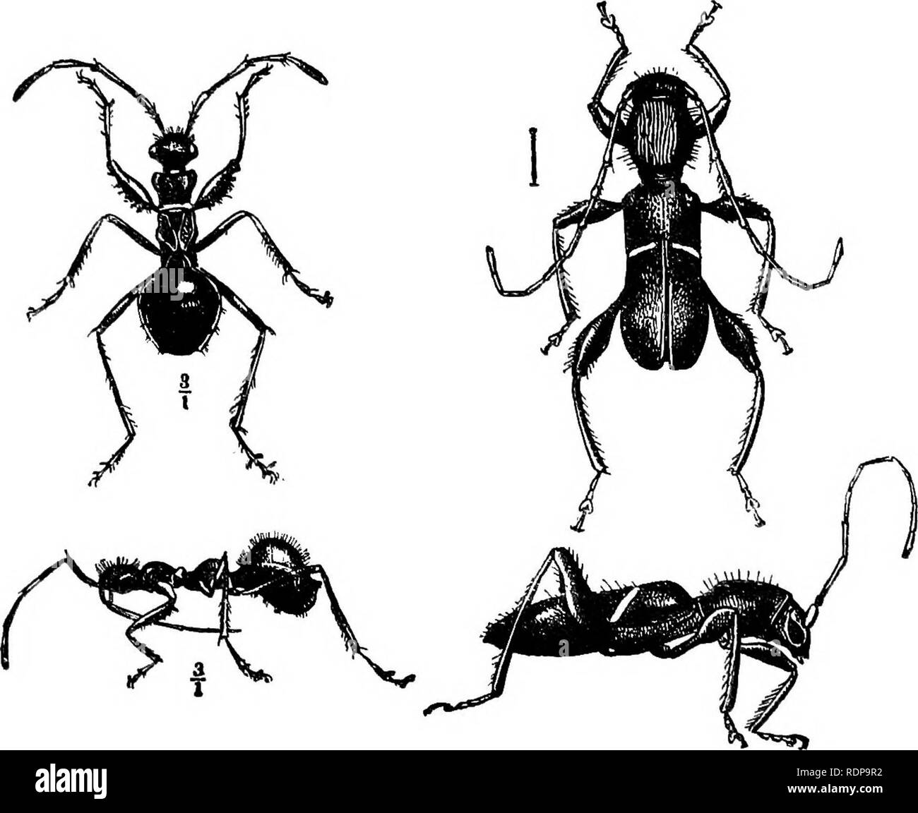 . Essais sur l'évolution 1889-1907. L'évolution. BUGS, &amp;c. Imitant les fourmis 255 a été envoyé à partir d'Rosako Usaramo, Août, 1888, comme un 'ant', ainsi que deux espèces de ces indéniables Hymeno- ptera (Polyrrhachis tarsatd gagates et Ponera). La ressemblance entre l'ancienne espèce de fourmis et le Hemipteron Gerstaecker, décrit comme assez fort pour être trompeuses.1 Il est principalement provoquée par le court-Fig. 3. Fig. 4.. Fig. (3 x 3).-Une fourmi-comme Hemipterous Myrmoplasta East-African insecte, mira (Gerst.), vu du dessus et du côté gauche. (À partir de l'article 6, Gerstaecker, Hémiptères, p. 9, i Banque D'Images