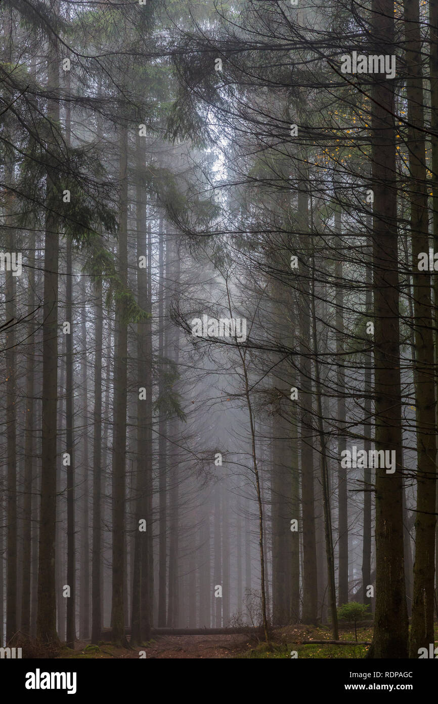 Belle image d'un chemin entre les grands pins au milieu de la forêt sur un matin froid avec brume d'un jour d'hiver dans les Ardennes Belges Banque D'Images