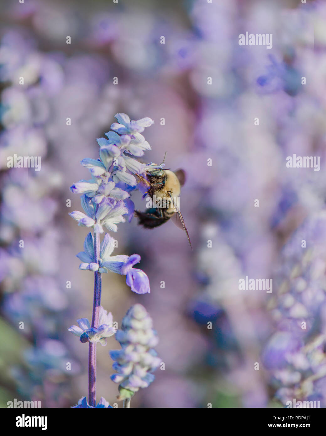 Abeille sur un plant de lavande Banque D'Images