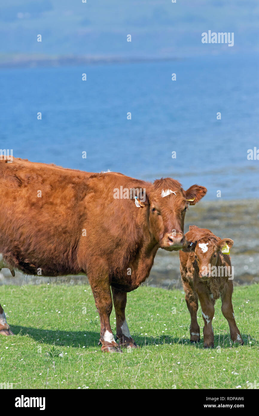 Shorthorn cross Race Limousin. Vache et veau. Troupeau allaitant. La production de boeuf. Le pâturage d'herbe disponible pour une grande partie de l'année, en raison de l'influence du réchauffement du Gulf Stream à partir de l'autre côté de l'Atlantique.​ Banque D'Images
