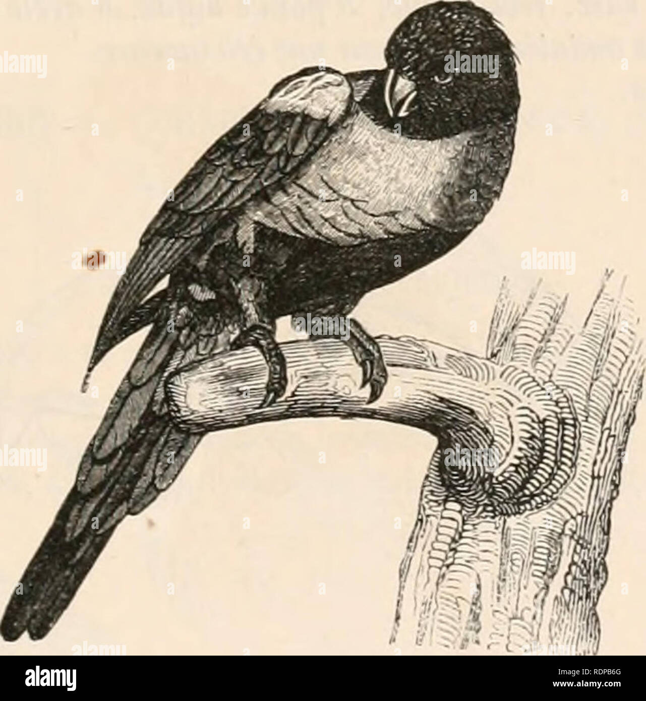 . Encyclopédie d'histoire naturelle ; ou, Traité complet de cette science d'après les travaux des naturalistes les plus éminents de tous les pays et de toutes les époques : Buffon, Daubenton, Lacépède, G. Cuvier, F. Cuvier, Geoffroy Saint-Hilaire, Latreille, de Jussieu, Brongniart, etc. etc. L'histoire naturelle. Fig. '205 âLoi j'.mm montants profilés Ailes médiocres et pointues, la deuxià ¨ me rémige lu plus longue. File d'ordinaire, annelée et arrondie à sou extrémité. Tarses, tribunaux réticulés ; doigts longs, ongles crochus et aigus. Fig. 266.  grand Lori Lori Cinq espèces, des Moluques, de Bornéo Banque D'Images