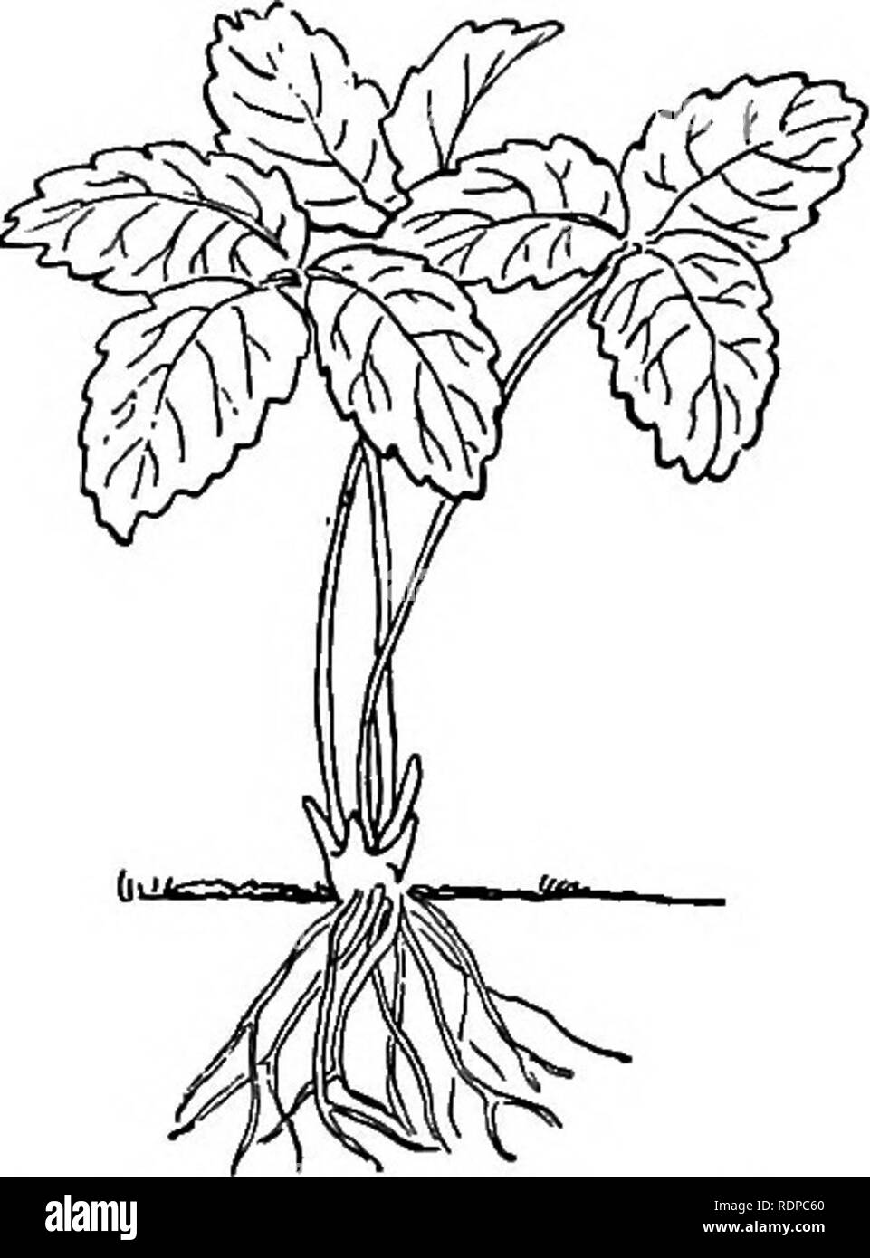 . La culture de fruits avec succès ; un guide pratique de la culture et de la propagation des fruits. La culture de fruits. La Fraise 157 Le système de Hill-cela consiste à mettre les plantes dans des rangées de trois à trois pieds et demi d'intervalle et un pied en dehors de la ligne, et de garder les coureurs cut ofE, lorsqu'à la fin de la saison, chaque plante a fait un grand nombre de bourgeons de la Couronne, et dans des conditions favorables, va produire un grand nombre de baies. Tous les exécuter- ners sont évidemment tiré ou cut ofE qu'ils commencent à l'extérieur. La seule objection sérieuse à ce système est qu'avec les racines sta continuellement Banque D'Images